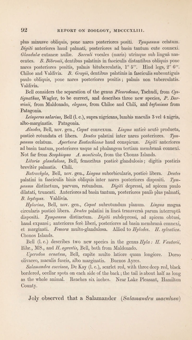 plus minusve obliquis, pone nares posteriores positi. Tympanum celatum. Digiti anteriores baud palmati, posteriores ad basin tantum cute connexi. Glandulae cutanese nullse. Sacculi vocales (maris) utrinque sub lingua nas- centes. B. Bibronii, dentibus palatinis in fasciculis distantibus obbquis pone nares posteriores positis, palmis bituberculatis, 1 5'. Hind legs, 2 6 Cliiloe and Yaldivia. B. Grayii, dentibus palatinis in fasciculis subcontiguis paulo obliquis, pone nares posteriores positis; palmis non tuberculatis. Yaldivia. Bell considers tbe separation of the genus Pleurodema, Tschudi, from Cys- tignathus, Wagler, to be correct, and describes three new species, P. Dar- winii, from Maldonado, elegans, from Chiloe and Chili, and bufoninus from Patagonia. Leiuperus salarius, Bell (1. e.), supra nigricans, lumbis maculis 3 vel 4 nigris, albo-marginatis. Patagonia. Alsodes, Bell, nov. gen., Caput convexum. Lingua antice acute producta, postice rotundata et libera. Dentes palatini inter nares posteriores. Tym¬ panum celatum. Aperturen Fustachiance haud conspicuse. Digiti anteriores ad basin tantum, posteriores usque ad phalangem tertiam membrana connexi. Not far from Scaphiopus A. monticola, from the Chonas Islands. Litoria glandulosa, Bell, femoribus postice glandulosis; digitis posticis breviter palmatis. Chili. Batrachyla, Bell, nov. gen., Lingua suborbicularis, postice libera. Dentes palatini in fasciculis binis obliquis inter nares posteriores dispositi. Tym¬ panum distinctum, parvum, rotundum. Digiti depressi, ad apicem paulo dilatati, truncati. Anteriores ad basin tantum, posteriores paulo plus palmati, B. leptopus. Yaldivia. Eylorina, Bell, nov. gen., Caput subrotundum planum. Lingua magna circularis postice libera. Dentes palatini in lineä transversa parum interruptä dispositi. Tympanum distinctum. Digiti subdepressi, ad apicem obtusi, haud expansi; anteriores fere liberi, posteriores ad basin membrana connexi, et marginati. Femora multo-glandulosa. Allied to Eylodes, E. sylvatica. Chonos Islands. Bell (1. c.) describes two new species in the genus Eyla: E. Vauterii, Bibr., MS., and E. agrestis, Bell, both from Maldonado. TJperodon ornatum, Bell, capite multo latiore quam longiore. Dorso olivaceo, maculis fuscis, albo marginatis. Buenos Ayres. Salamandra coccinea, De Kay (1. c.), scarlet red, with three deep red, black bordered, ocellar spots on each side of the back; the tail is about half as long as the whole animal. Beaches six inches. Near Lake Pleasant, Hamilton County. Joly observed that a Salamander (Salamandra maculosa)