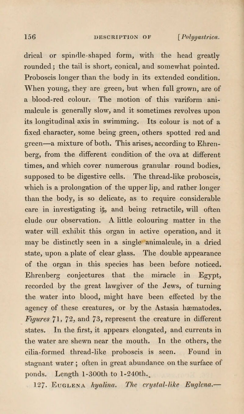 drical or spindle-shaped form, with the head greatly rounded; the tail is short, conical, and somewhat pointed. Proboscis longer than the body in its extended condition. When young, they are green, but when full grown, are of a blood-red colour. The motion of this variform ani¬ malcule is generally slow, and it sometimes revolves upon its longitudinal axis in swimming. Its colour is not of a fixed character, some being green, others spotted red and green—a mixture of both. This arises, according to Ehren- berg, from the different condition of the ova at different times, and which cover numerous granular round bodies, supposed to be digestive cells. The thread-like proboscis, which is a prolongation of the upj^er lip, and rather longer than the body, is so delicate, as to require considerable care in investigating it, and being retractile, will often elude our observation. A little colouring matter in the water will exhibit this organ in active operation, and it may be distinctly seen in a single animalcule, in a dried state, upon a plate of clear glass. The double appearance of the organ in this species has been before noticed. Ebrenberg conjectures that the miracle in Egypt, recorded by the great lawgiver of the Jews, of turning the water into blood, might have been effected by the agency of these creatures, or by the Astasia hjematodes. Figures 7l> 72, and 73, represent the creature in different states. In the first, it appears elongated, and currents in the water are shewn near the mouth. In the others, the cilia-formed thread-like proboscis is seen. Found in stagnant water ; often in great abundance on the surface of ponds. Length 1-300th to 1-240th., 127. Eugeena hyalinu. The crystal-like Euglena.—