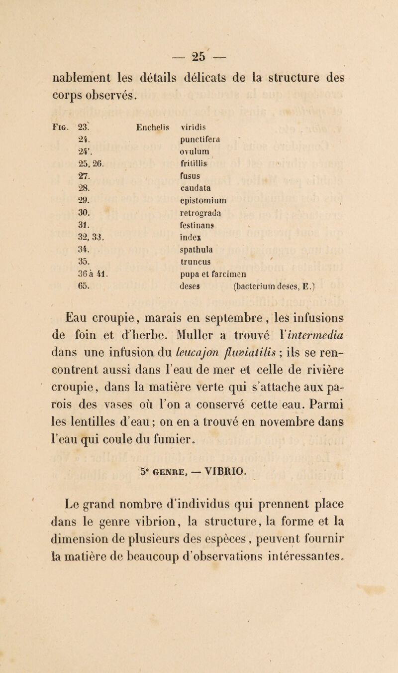 nablement les détails délicats de la structure des corps observés. Fig. 23. Enchelis •2V 24’. 25. 26. 27. 28. 29. 30. 3J. 32, 33. 34. 35, 36 à 41. 65. viridis punctifera ovulum frifdlis fusus caudata epistomium rétrograda festinans index spathula truncus ' pupa et farcimen deses (bacteriurn doses, E.) Eau croupie, marais en septembre, les infusions de foin et d’herbe. Muller a trouvé Y intermedia dans une infusion du leucajan fluviatilis ; ils se ren¬ contrent aussi dans l’eau de mer et celle de rivière croupie, dans la matière verte qui s’attache aux pa¬ rois des vases où l’on a conservé cette eau. Parmi les lentilles d’eau ; on en a trouvé en novembre dans l’eau qui coule du fumier. 5* GENRE, — VIBRIO. Le grand nombre d’individus qui prennent place dans le genre vibrion, la structure, la forme et la dimension de plusieurs des espèces, peuvent fournir ia matière de beaucoup d’observations intéressantes.