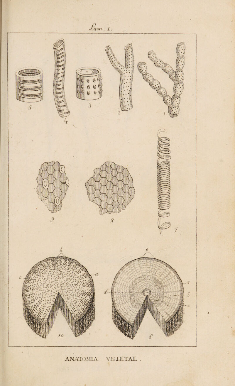 ■' ANATOMIA VHTETAL