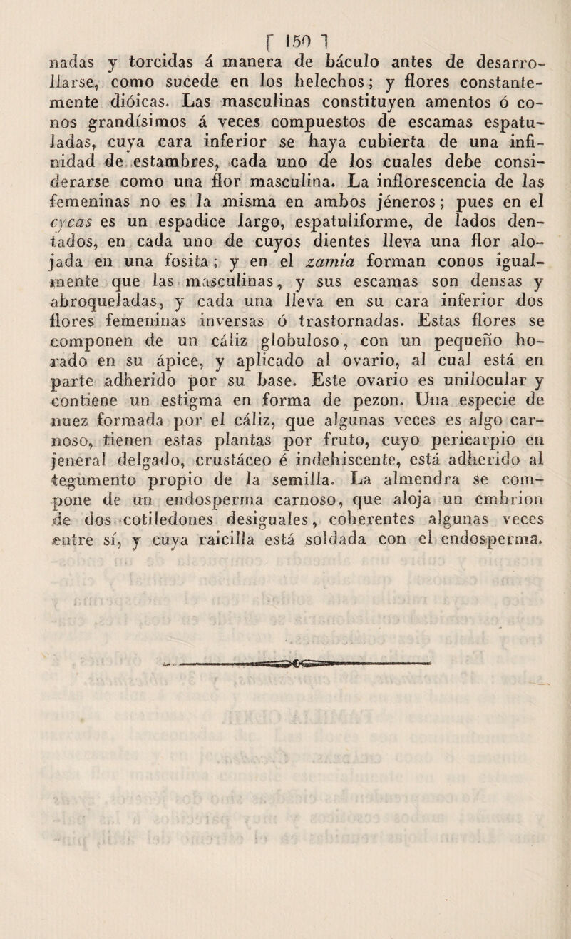 r iso i nadas y torcidas á manera de báculo antes de desarro¬ llarse, como sucede en los heléchos; y flores constante¬ mente dioicas. Las masculinas constituyen amentos ó co¬ nos grandísimos á veces compuestos de escamas espatu- ladas, cuya cara inferior se haya cubierta de una infi¬ nidad de estambres, cada uno de los cuales debe consi¬ derarse como una flor masculina. La inflorescencia de las femeninas no es la misma en ambos jéneros; pues en el cfcas es un espádice largo, espatuliforme, de lados den¬ tados, en cada uno de cuyos dientes lleva una flor alo¬ jada en una fosita; y en el zarnia forman conos igual¬ mente que las masculinas, y sus escamas son densas y abroqueladas, y cada una lleva en su cara inferior dos flores femeninas inversas ó trastornadas. Estas flores se componen de un cáliz globuloso, con un pequeño ho¬ rado en su ápice, y aplicado al ovario, al cual está en parte adherido por su hase. Este ovario es unilocular y contiene un estigma en forma de pezón. Una especie de nuez formada por el cáliz, que algunas veces es algo car¬ noso, tienen estas plantas por fruto, cuyo pericarpio en jeneral delgado, crustáceo é indehiscente, está adherido al tegumento propio de la semilla. La almendra Se com¬ pone de un endosperma carnoso, que aloja un embrión de dos cotiledones desiguales, coherentes algunas veces entre sí, y cuya raicilla está soldada con el endosperma. A*- • sssSSS&G