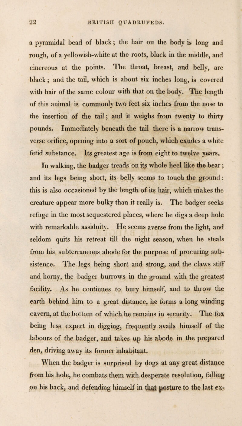 a pyramidal bead of black; the hair on the body is long and rough, of a yellowish-white at the roots, black in the middle, and cinereous at the points. The throat, breast, and belly, are black; and the tail, which is about six inches long, is covered with hair of the same colour with that on the body. The length of this animal is commonly two feet six inches from the nose to the insertion of the tail; and it weighs from twenty to thirty pounds. Immediately beneath the tail there is a narrow trans¬ verse orifice, opening into a sort of pouch, which exudes a white fetid substance. Its greatest age is from eight to twelve years. In walking, the badger treads on its whole heel like the bear; and its legs being short, its belly seems to touch the ground: this is also occasioned by the length of its hair, which makes the creature appear more bulky than it really is. The badger seeks refuge in the most sequestered places, where he digs a deep hole with remarkable assiduity. He seems averse from the light, and seldom quits his retreat till the night season, when he steals from his, subterraneous abode for the purpose of procuring sub¬ sistence. The legs being short and strong, and the claws stiff and horny, the badger burrows in the ground with the greatest facility. As he continues to bury himself, and to throw the earth behind him to a great distance, he fonns a long winding cavern, at the bottom of which he remains in security. The fox being less expert in digging, frequently avails himself of the labours of the badger, and takes up his abode in the prepared den, driving away its former inhabitant. When the badger is surprised by dogs at any great distance from his hole, he combats them with desperate resolution, falling on his back, and defending himself in tfi^t posture to the last ex-