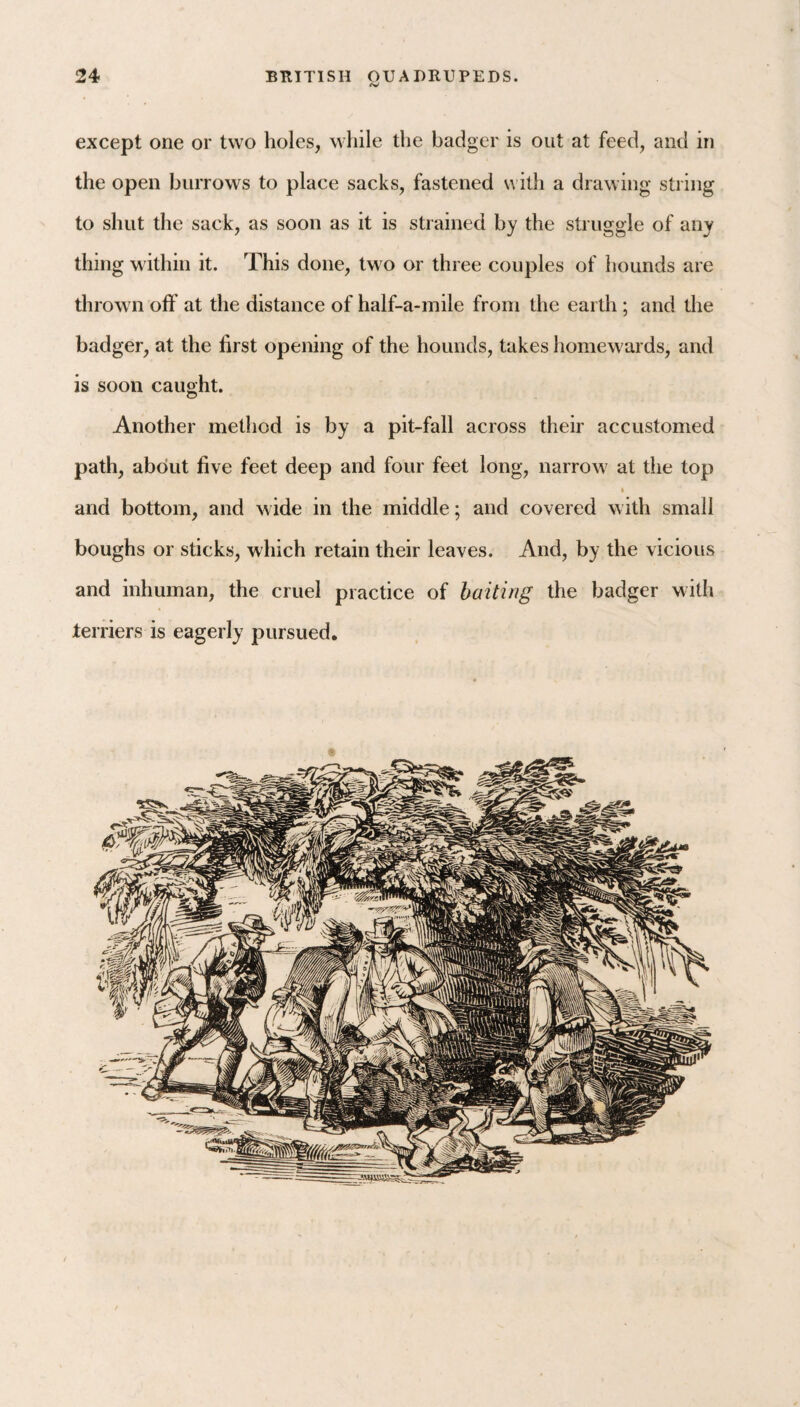 except one or two holes, while the badger is out at feed, and in the open burrows to place sacks, fastened with a drawing string to shut the sack, as soon as it is strained by the struggle of any thing within it. This done, two or three couples of hounds are thrown off at the distance of half-a-mile from the earth ; and the badger, at the ffrst opening of the hounds, takes homewards, and is soon caught. Another method is by a pit-fall across their accustomed path, about five feet deep and four feet long, narrow at the top and bottom, and wide in the middle; and covered with small boughs or sticks, which retain their leaves. And, by the vicious and inhuman, the cruel practice of baiting the badger with terriers is eagerly pursued.