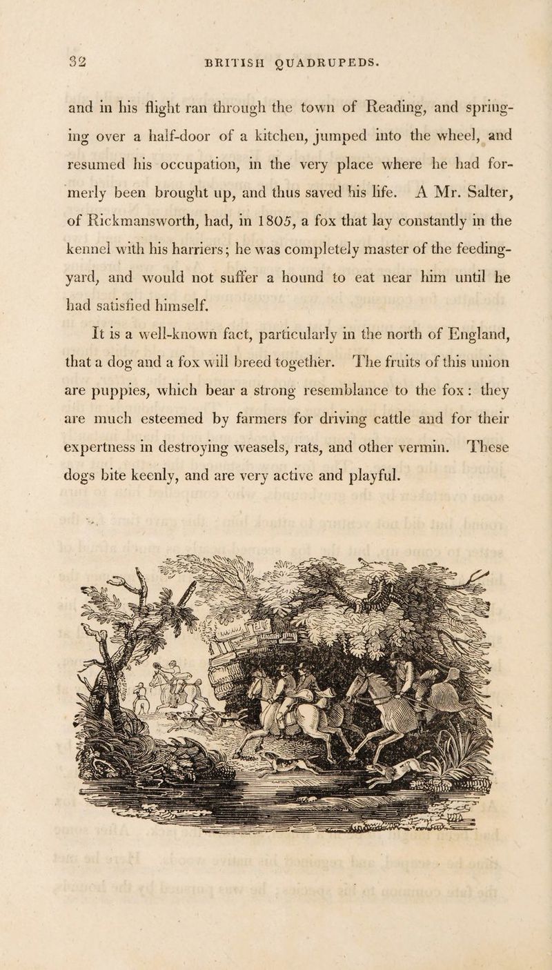 and in his flight ran through the town of Reading, and spring¬ ing over a lialf-door of a kitchen, jumped into the wheel, and resumed his occupation, in the very place where he had for¬ merly been brought up, and thus saved his life. A Mr. Salter, of Rickmansworth, had, in 1805, a fox that lay constantly in the kennel w ith his harriers; he was completely master of the feeding- yard, and would not suffer a hound to eat near him until he had satisfied himself. It is a w ell-known fact, particularly in the north of England, that a dog and a fox will breed together. The fruits of this union are puppies, which bear a strong resemblance to the fox: they are much esteemed by farmers for driving cattle and for their expertness in destroying weasels, rats, and other vermin. These dogs bite keenly, and are very active and playful.