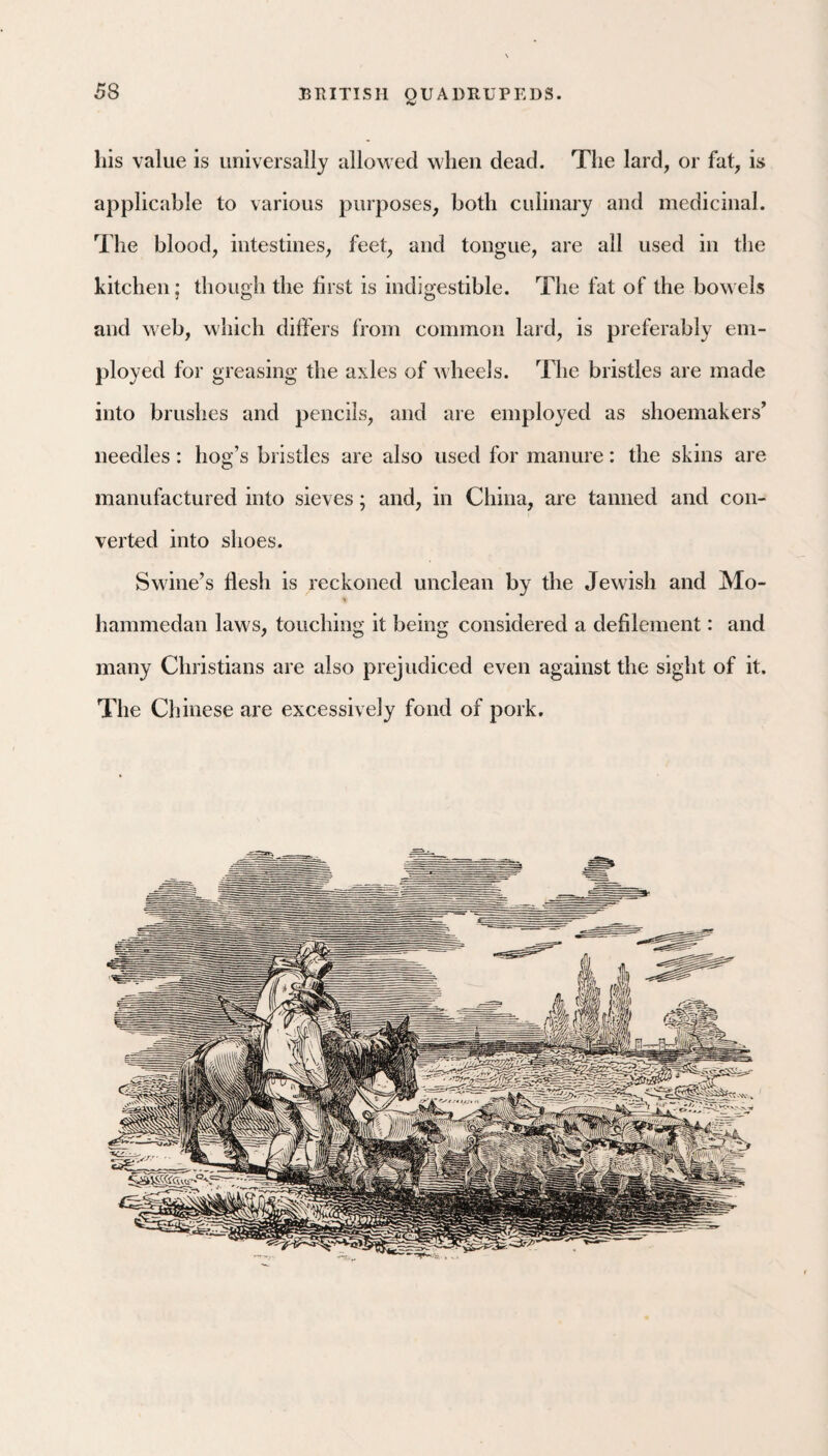 his value is universally allowed when dead. The lard, or fat, is applicable to various j^urposes, both culinary and medicinal. The blood, intestines, feet, and tongue, are all used in the kitchen; thougli the first is indigestible. The fat of the bowels and web, which differs from common lard, is preferably em¬ ployed for greasing the axles of wheels. The bristles are made into brushes and pencils, and are employed as shoemakers’ needles: hog’s bristles are also used for manure: the skins are manufactured into sieves; and, in China, are tanned and con¬ verted into shoes. Swine’s flesh is reckoned unclean by the Jewish and Mo¬ hammedan laws, touching it being considered a defilement: and many Christians are also prejudiced even against the sight of it. The Chinese are excessively fond of pork.