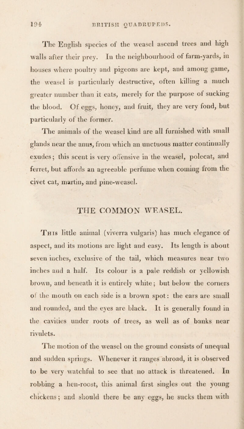 The English species of the weasel ascend trees and high walls afler their prey. In the neighbourhood of farm-yards, in houses where poultry and pigeons are kept, and among game, the weasel is particularly destructive, often killing a much greater number than it eats, merely for the purpose of sucking the blood. Of eggs, honey, and fruit, they are very fond, but particularly of the former. The animals of the weasel kind are all furnished with small glands near the anus, from which an unctuous matter continually exudes; this scent is very offensive in the weasel, polecat, and ferret, but affords an agreeable perfume when coming from the civet cat, martin, and pine-weasel. THE COMMON WEASEL. This little animal (viverra vulgaris) has much elegance of aspect, and its motions are light and easy. Its length is about seven inches, exclusive of the tail, which measures near two inches and a half. Its colour is a pale reddish or yellowish brown, and beneath it is entirely white; but below the corners of the mouth on each side is a browm spot: the ears are small and rounded, and the eyes are black. It is generally found in the cavities under roots of trees, as well as of banks near rivulets. The motion of the weasel on the ground consists of unequal and sudden springs. Whenever it ranges abroad, it is observed to be very watchful to see that no attack is threatened. In robbing a hen-roost, this animal first singles out the young chickens; and should there be any eggs, he sucks them with