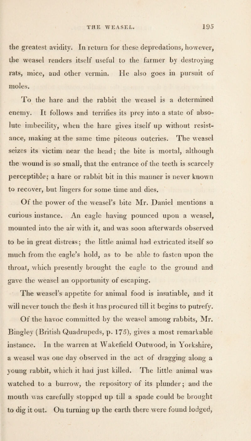 the greatest avidity. In return for these depredations, however, the weasel renders itself useful to the farmer by destroying rats, mice, and other vermin. He also goes in pursuit of moles. To the hare and the rabbit the weasel is a determined enemy. It follows and terrifies its prey into a state of abso¬ lute imbecility, w'hen the hare gives itself up without resist¬ ance, making at the same time piteous outcries. The w easel seizes its victim near the head; the bite is mortal, although the w^ound is so small, that the entrance of the teeth is scarcely perceptible; a hare or rabbit bit in this manner is never known to recover, but lingers for some time and dies. Of the power of the weasel’s bite Mr. Daniel mentions a curious instance. An eagle having pounced upon a w^easel, mounted into the air with it, and was soon afterwards observed to be in great distress; the little animal had extricated itself so much from the eagle’s hold, as to be able to fasten upon the throat, w'hich presently brought the eagle to the ground and gave the weasel an opportunity of escaping. The weasel’s appetite for animal food is insatiable, and it wdll never touch the flesh it has procured till it begins to putrefy. Of the havoc committed by the weasel among rabbits, Mr. Biugley (British Quadrupeds, p. 175), gives a most remarkable instance. In the warren at Wakefield Outwood, in Yorkshire, a w^easel was one day observed in the act of dragging along a young rabbit, wdiich it had just killed. The little animal was watched to a burrow, the repository of its plunder; and the mouth was carefully stopped up till a spade could be brought to dig it out. On turning up the earth there were found lodged,