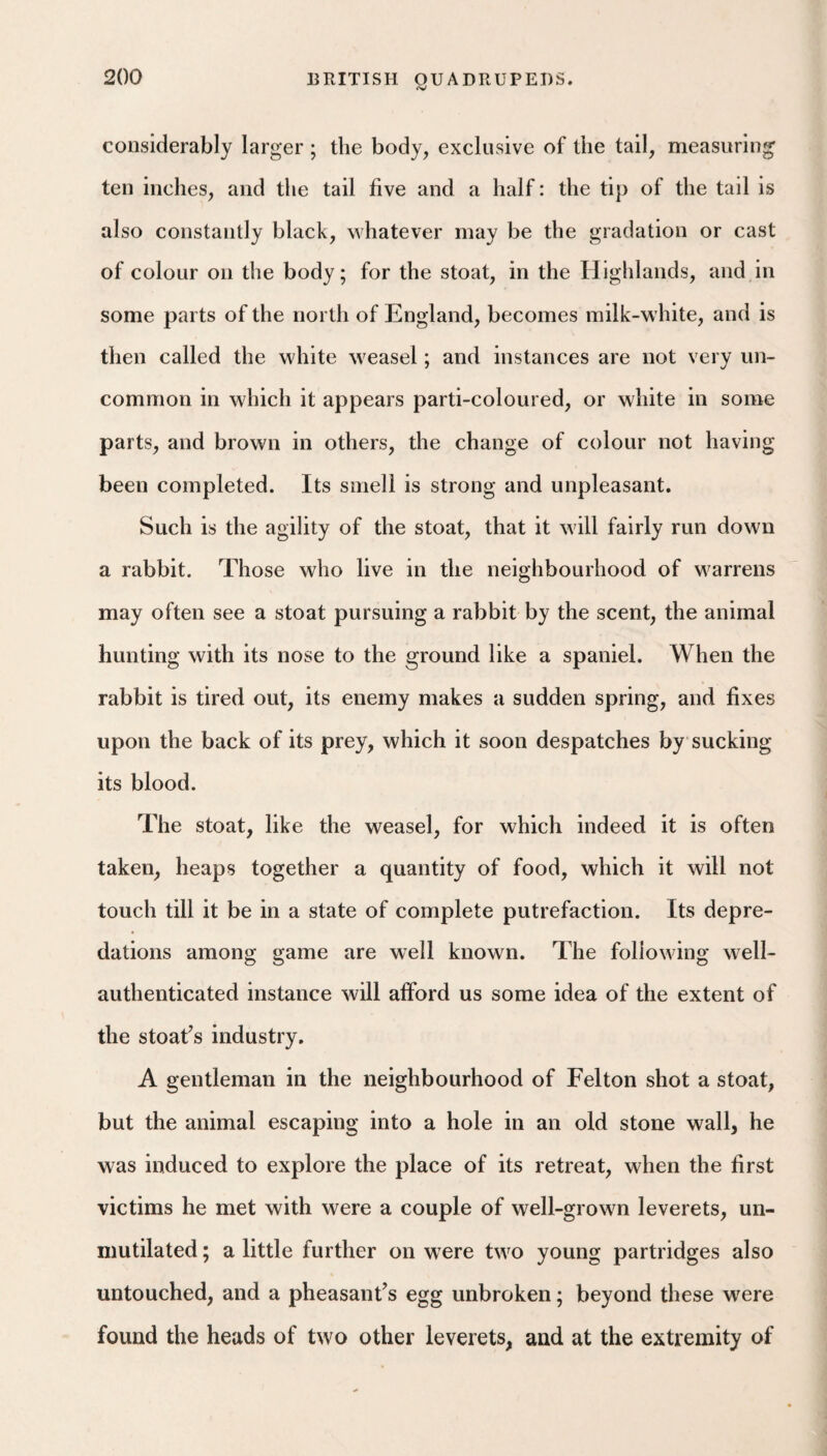 <V considerably larger ; the body, exclusive of the tail, measuring ten inches, and the tail five and a half: the tip of the tail is also constantly black, whatever may be the gradation or cast of colour on the body; for the stoat, in the Highlands, and in some parts of the north of England, becomes milk-white, and is then called the white weasel; and instances are not very un¬ common in which it appears parti-coloured, or white in some parts, and brown in others, the change of colour not having been completed. Its smell is strong and unpleasant. Such is the agility of the stoat, that it will fairly run down a rabbit. Those who live in the neighbourhood of warrens may often see a stoat pursuing a rabbit by the scent, the animal hunting with its nose to the ground like a spaniel. When the rabbit is tired out, its enemy makes a sudden spring, and fixes upon the back of its prey, which it soon despatches by sucking its blood. The stoat, like the weasel, for which indeed it is often taken, heaps together a quantity of food, which it will not touch till it be in a state of complete putrefaction. Its depre¬ dations among game are well known. The following well- authenticated instance will alford us some idea of the extent of the stoat’s industry. A gentleman in the neighbourhood of Felton shot a stoat, but the animal escaping into a hole in an old stone wall, he was induced to explore the place of its retreat, when the first victims he met with were a couple of well-grown leverets, un¬ mutilated ; a little further on were two young partridges also untouched, and a pheasant’s egg unbroken; beyond these were found the heads of two other leverets, and at the extremity of