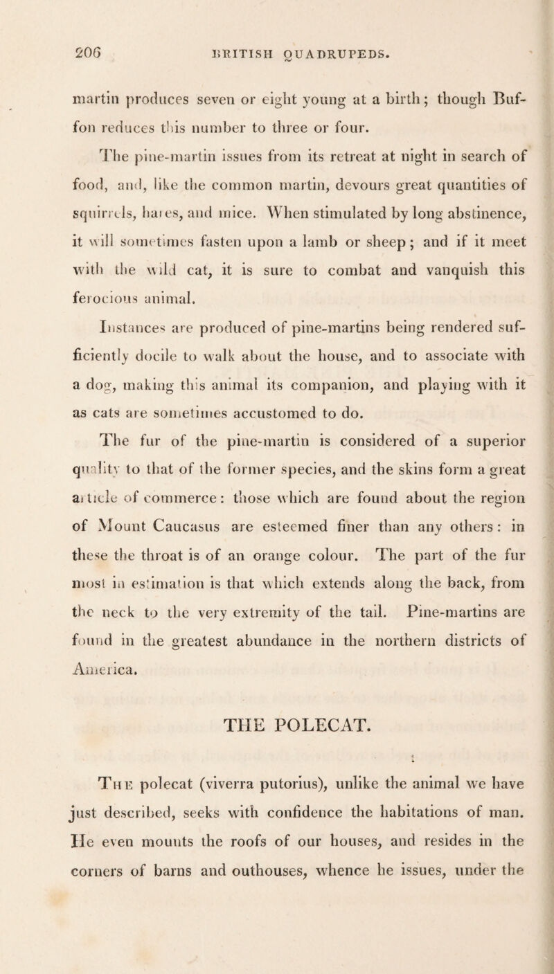 martin produces seven or eight young at a birth; though Buf- fon reduces this number to three or four. The pine-martin issues from its retreat at night in search of food, and, like the common martin, devours great quantities of squirrels, haies, and mice. When stimulated by long abstinence, it ^^ill sometimes fasten upon a lamb or sheep; and if it meet with the wild cat, it is sure to combat and vanquish this ferocious animal. Instances are produced of pine-martins being rendered suf¬ ficiently docile to walk about the house, and to associate with a dog, making this animal its companion, and playing with it as cats are sometimes accustomed to do. The fur of the pine-martin is considered of a superior quality to that of the former species, and the skins form a gieat aiticle of commerce: those which are found about the region of Mount Caucasus are esteemed finer than any others : in these the throat is of an orange colour. The part of the fur most in estimation is that which extends along the back, from the neck to the very extremity of the tail. Pine-martins are found in the greatest abundance in the northern districts of America. THE POLECAT. < The polecat (viverra putorius), unlike the animal we have just described, seeks with confidence the habitations of man. He even mounts the roofs of our houses, and resides in the corners of barns and outhouses, whence he issues, under the