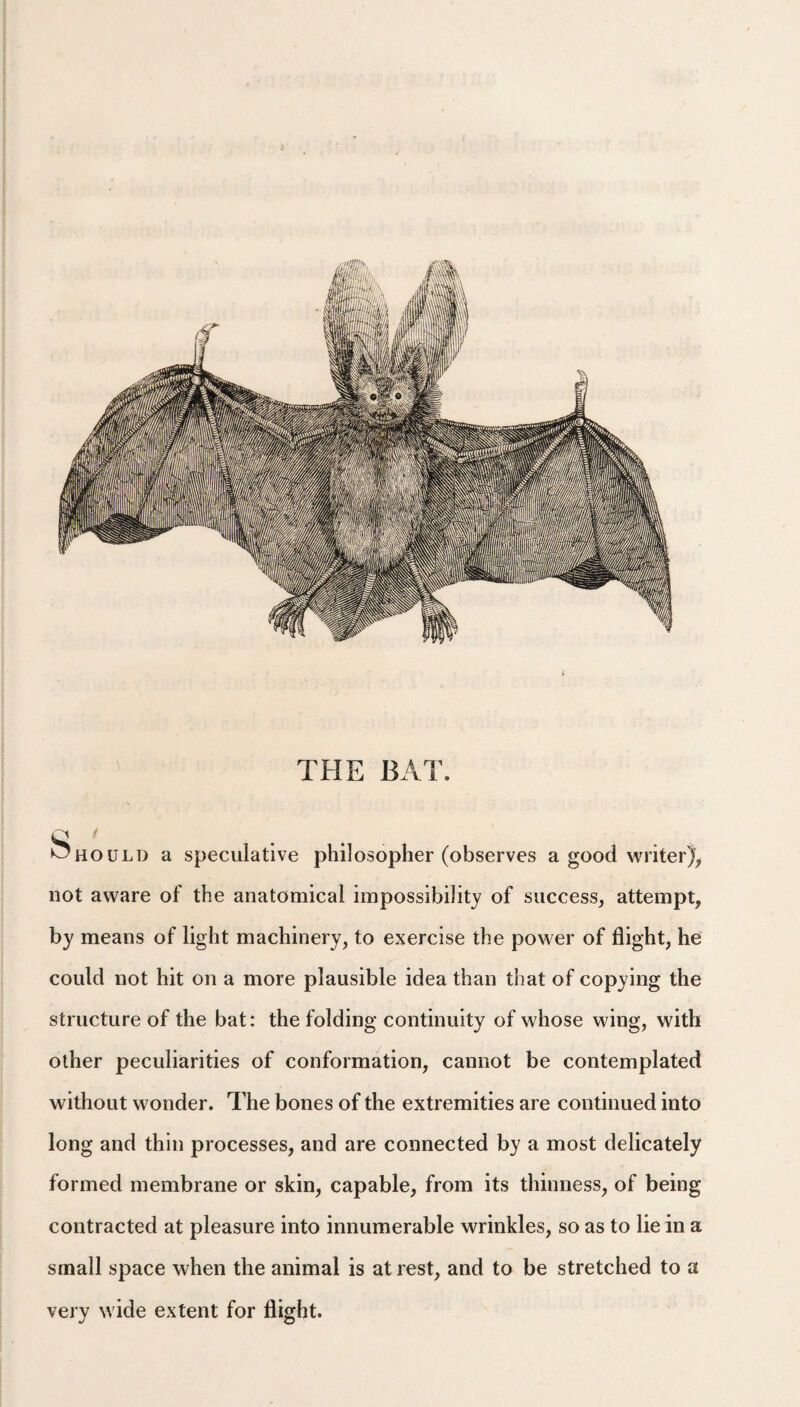 THE BAT. Should a speculative philosopher (observes a good writer), not aware of the anatomical impossibility of success, attempt, by means of light machinery, to exercise the power of flight, he could not hit on a more plausible idea than that of copying the structure of the bat: the folding continuity of whose wing, with other peculiarities of conformation, cannot be contemplated without wonder. The bones of the extremities are continued into long and thin processes, and are connected by a most delicately formed membrane or skin, capable, from its thinness, of being contracted at pleasure into innumerable wrinkles, so as to lie in a small space when the animal is at rest, and to be stretched to a very wide extent for flight.