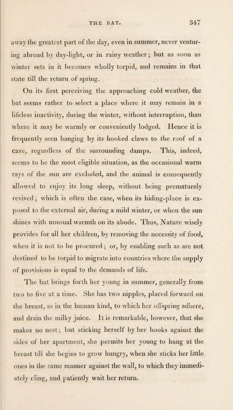 away the greatest part of the day, even in summer, never ventur¬ ing abroad by day-light, or in rainy weather; but as soon as winter sets in it becomes wholly torpid, and remains in that state till the return of spring. On its first perceiving the approaching cold weather, the bat seems rather to select a place where it may remain in a lifeless inactivity, during the winter, without interruption, than where it may be warmly or conveniently lodged. Hence it is frequently seen hanging by its hooked claws to the roof of a cave, regardless of the surrounding damps. This, indeed, seems to be the most eligible situation, as the occasional warm rays of the sun are excluded, and the animal is consequently allowed to enjoy its long sleep, without being prematurely revived; which is often the case, when its hiding-place is ex¬ posed to the external air, during a mild winter, or when the sun shines with unusual warmth on its abode. Thus, Nature wisely provides for all her children, by removing the necessity of food, when it is not to be procured; or, by enabling such as are not destined to be torpid to migrate into countries where the supply of provisions is equal to the demands of life. The bat brings forth her young in summer, generally from two to five at a time. She has two nipples, placed forward on the breast, as in the human kind, to which her offspring adhere, and drain the milky juice. It is remarkable, however, that she makes no nest; but sticking herself by her hooks against the sides of her apartment, she permits her young to hang at the breast till she begins to grow hungry, when she sticks her little ones in the same manner against the wall, to which they immedi¬ ately cling, and patiently wait her return.