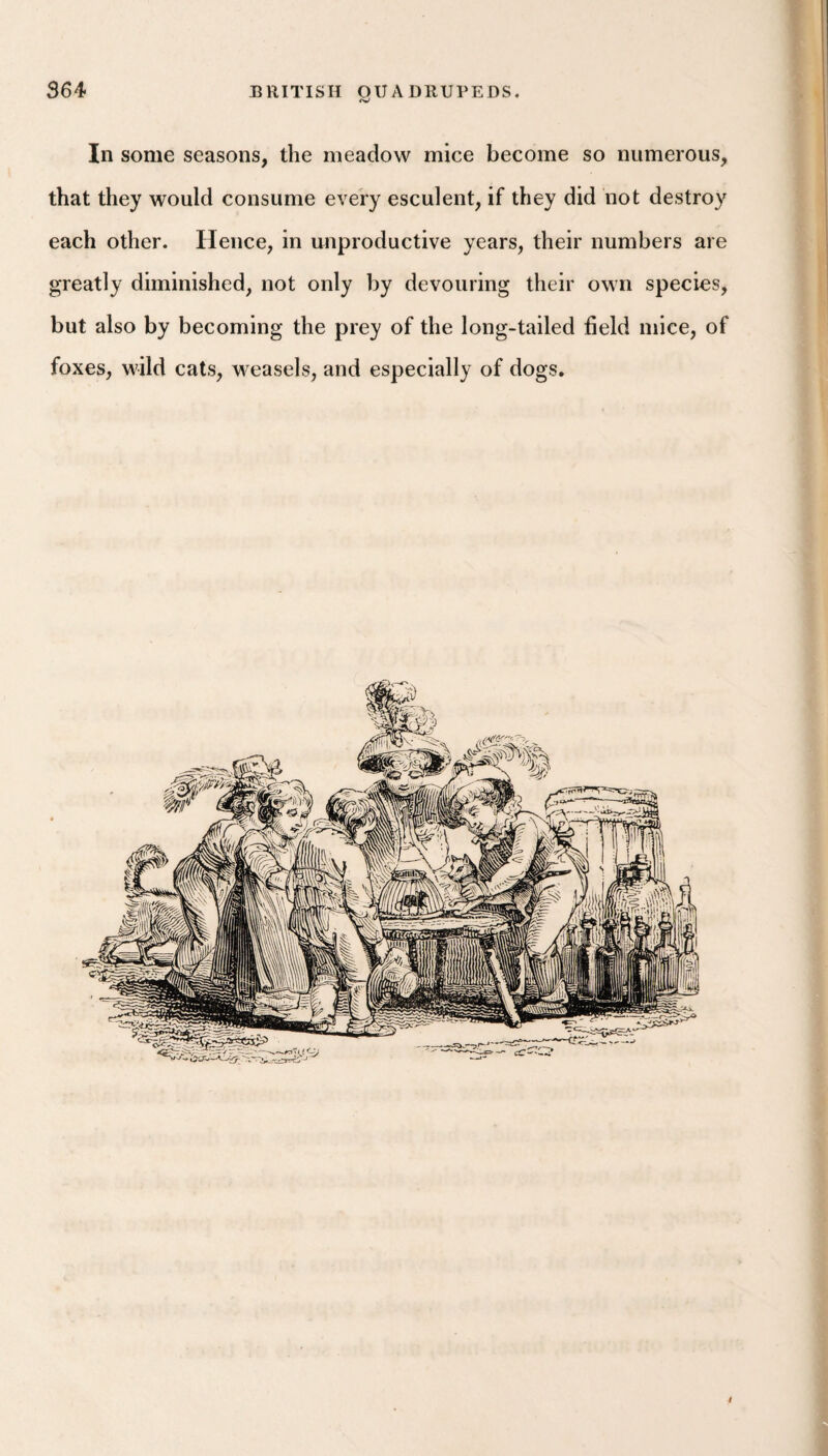 In some seasons, the meadow mice become so numerous, that they would consume every esculent, if they did not destroy each other. Hence, in unproductive years, their numbers are greatly diminished, not only by devouring their own species, but also by becoming the prey of the long-tailed field mice, of foxes, wild cats, weasels, and especially of dogs. I i- i,. i t