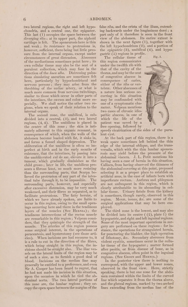 two lateral regions, the right and left hypo- chondria, and a central one, the epigaster. This last (1) occupies the space between the diverging ribs ; at its upper part, the xiphoid cartilage is felt. The aponeurosis here is thin and weak; its resistance to protrusions is, however, suflicient, there being but little pres- sure from the internal organs, except under circumstances of great distension. Abscesses of the mediastinum sometimes point here ; its own cellular tissue may also be the seat of a purulent collection, which may fuse in the direction of the linea alba. Distressing pulsa- tions simulating aneurism are sometimes felt here, particularly by hypochondriacal and nervous persons; they may arise from the throbbing of the cceliac artery, or what is much more common from nervous twitchings, similar to those which occur in other parts of the intestines, the caecum and colon more es- pecially. We shall notice the other two re- gions, when we speak of their relation to the internal organs. ; The second zone, the umbilical, is sub- divided into a central, (3), and two lateral regions, (4,4). The umbilicus is placed in the centre of this zone; the skin is inti- mately adherent to this organic remnant, in consequence of which, when the walls of the abdomen become loaded with fat, it sinks in, and forms a funnel shaped depression. The obliteration of the umbilicus is often so im- perfect at birth and in the early months of existence, that the intestines, by passing into the unobliterated cul de sac, elevate it into a tumour, which gradually diminishes as the child grows; later in life, the umbilicus pre- sents a fibrous knot, so much more resisting than the surrounding parts, that Scarpa be- lieved the protrusion of any part of the intes- tinal tube through it, to be impossible. The surrounding parts, however, and especially after excessive distension, may be very much weakened, and their fibres so separated, as to facilitate protrusions. The fatty herniz, of _ which we have already spoken, are liable to occur in this region, owing to the small open- ings occurring here and there in the tendinous layers of the muscles (See Hernia); the tendinous intersections of the rectus muscle are remarkable in this region ; Velpeau consi- ders, that they quintuple the strength of the muscle. The arteries of this region possess some surgical interest, in the operations of paracentesis, and hysterotomy (see those arti- cles). When incisions are had recourse to, it is a rule to cut in the direction of the fibres, which being straight in this region, the in- cisions should be straight also. The iliac ves- sels on the lateral limits of the region may be of such a size, as to furnish a good deal of blood. Incisions on the median line may generally be entitled to a preference, and even Sir A. Cooper has been heard to regret, that he had not made his incision in this situation, upon the occasion in which he tied the ab- dominal aorta. The two lateral portions of this zone are, the lumbar regions; they oc- cupy the open space between the margins of the false ribs, and the crista of the ilium, extend- ing backwards under the longissimus dorsi; a part only of it therefore is seen in the front view of the abdomen. Its entire extent is shown in the next figure (1), together with the left hypochondrium (2), and a portion of the epigastric (3), umbilical (4), and hypo- gastric (5) regions in profile. The cellular tissue of this region communicates : under the twelfth rib with s that of the cavity of the thorax, and may be the seat of congestive abscess in consequence of caries, either of the ribs or ver- tebree. Other abscesses of a nature less serious oc- curring in this situation may be confounded with one of a symptomatic cha- racter. Velpeau mentions two cases of chronic idio- pathic abscess, in one of which the life of the patient was saved by a free opening, followed by speedy cicatrization of the sides of the puru- lent cyst. At the back part of this region, there is a weak space sometimes left behind the thin edge of the internal oblique, and the trans- versalis, which with the thin lumbar aponeu- rosis may yield before the pressure of the abdominal viscera. J. L. Petit mentions his having seen a case of hernia in this situation. Callisen, from having observed the thinness of the abdominal covering at this point, proposed selecting it as a proper place to establish an artificial anus, in the case of infants born with imperforate rectum. Anthrax and phlegmon are not unfrequent in this region, which is clearly attributable to its abounding in cel- lular tissue. Urinary fistule from the kidney is sometimes, though rarely, observed in this region. Moxe, issues, &amp;c. are some of the surgical applications that may be here em- ployed. The third zone is the lowest, and may also be divided into its centre ( (2), plate 1) the hypogastric, and right and left inguinal regions. Some of the most important operations in sur- gery are performed on these regions: for in- stance, the operations for strangulated hernia, for puncturing the bladder, the high operation of lithotomy, &amp;c. Secondary abscesses from violent cystitis, sometimes occur in the cellu- lar tissue of the hypogaster ; matter formed after psoitis, or from disease of bone, as in congestive abscess, often point in the inguinal regions. (See Grorn and Hernia.) In the posterior view there is nothing to correspond, with the upper and lower zones, observed in the front view. Here, strictly speaking, there is but one zone for the abdo- men contained within the limits of the curved line which separates it from the thorax above, and the gluteal regions, marked by two arched lines extending from the median line of the