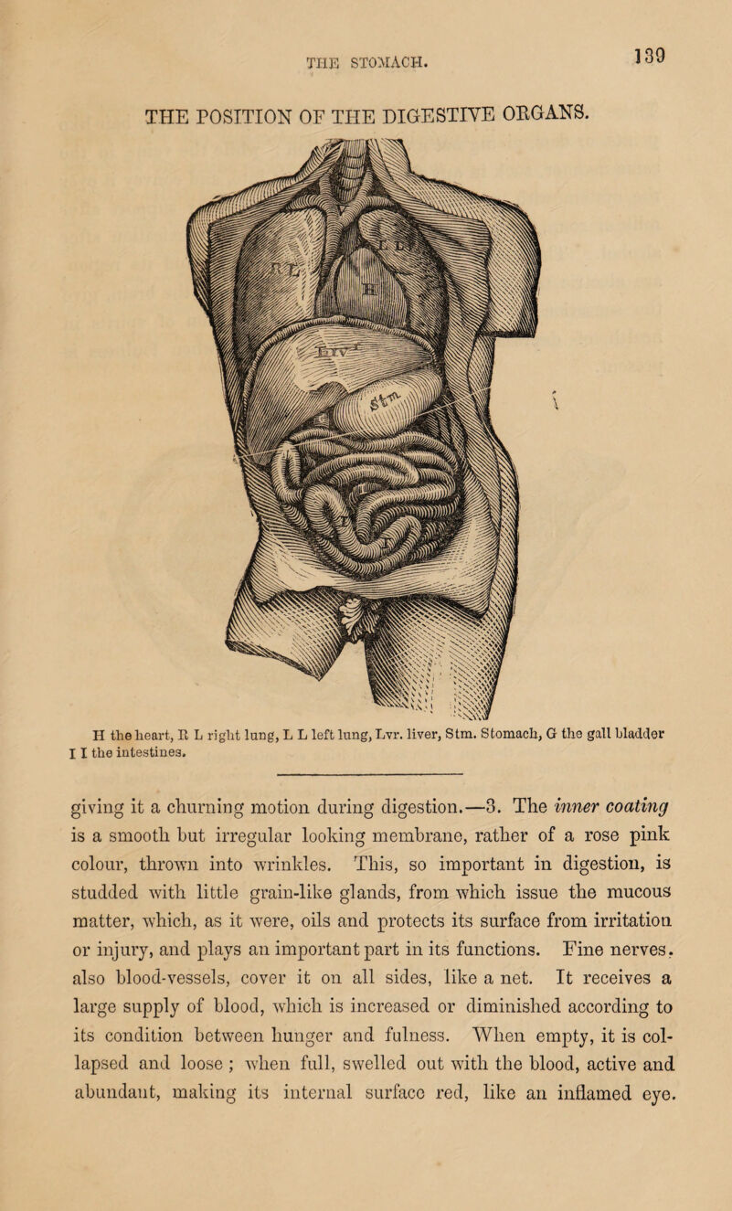 THE POSITION OF THE DIGESTIVE ORGANS. H the heart, It L right lung, L L left lung, Lvr. liver, Stm. Stomach, G the gall bladder 11 the intestines. giving it a churning motion during digestion.—3. The inner coating is a smooth hut irregular looking membrane, rather of a rose pink colour, thrown into wrinkles. This, so important in digestion, is studded with little grain-like glands, from which issue the mucous matter, which, as it were, oils and protects its surface from irritation or injury, and plays an important part in its functions. Fine nerves, also blood-vessels, cover it on all sides, like a net. It receives a large supply of blood, which is increased or diminished according to its condition between hunger and fulness. When empty, it is col¬ lapsed and loose ; when full, swelled out with the blood, active and abundant, making its internal surface red, like an inflamed eye.