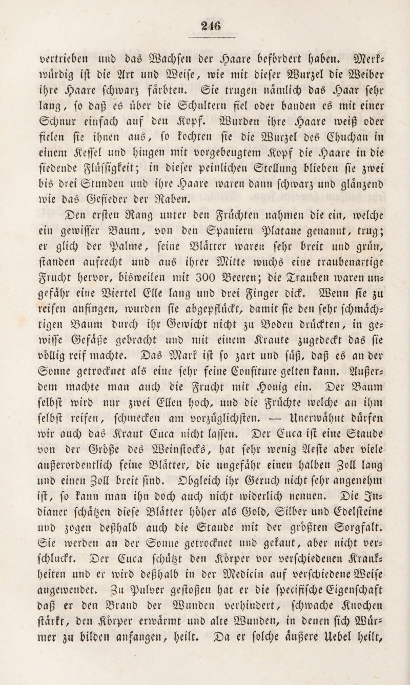 2iG vertrieben unb baö fXÖad&feit bet* Jpaare befbrbert haften» i)3?erfs wttrbig iff bte 2trt unb Steife, wie mit biefer SLBur^el bie ößeiber if)re Jpaare fcftwarj färbten» ©ie trugen nämlich baö Jpaar febr lang, fo baß c6 über bte ©d;ulterti fiel ober baubett et? mit einer 0d;nur einfach auf bett $opf» ^Barben t'bre Jjpaavc weig ober fielen fte ihnen mtb, fo fochten fte bie ElÖtirjel bc6 (Ehud;att in einem $effel unb hingen mit borgebeugtem $opf bie Jpaare in bie ftebenbe glufftgFeit; in biefer peinlichen ©tcllung blieben fte jwei bib brei ©tuiiben unb ihre Jjpaare waren bann fdjwarj unb gldnjenb wie baö ©efteber ber 9faben. Den crffcu SKang unter ben grumten nahmen bie ein, welche ein gewiffer Saum, bon ben ©pantertt Platane genannt, trug; er glich ber ^alme, feine Slatter waren fehr breit unb grün, franben aufrecht unb attb ihrer EOiitte wud;ö eine traubenartige grucht herbor, bi^naeilen mit 300 Leeren; bie Trauben waren uns gefdhr eine Viertel (Elle laug unb brei ginger bicf» 2Benn fte ju reifen anftngen, würben fte abgepflucft, bamit fte ben fehr fd;mdd;s tigen Saum bttrch ihr ©ewicfrt nicht 51t Sobett brückten, in ges wijfe ©efdge gebrad)t unb mit einem traute jugebecft ba3 fte bbllig reif machte» Da$ 5Q?arf i(f fo jart unb fug, bag an ber ©orttte getrocknet als eine fehr feine Konfitüre gelten fantt» Singers bem machte man and; bie grud;t mit Jgwttig ein» Der Saum felbjl wirb nur jwei (Ellen hoch, unb bte grud;te welche an ihm felbfl reifen, fchmecfen am borjügltchflen. — Unerwähnt buffen wir aud) baS $raut (Etwa nid)t laffen» Der (Euca ifl eine ©taube bon ber ©roge bcS E2Beinftocf^, bat fehr wenig Sleffe aber biele augerorbentlid; feine Slatter, bie ungefähr einen halben lang unb einen Soll breit ftnb. Dbgleid) ihr ©erud; nid;t fehr angenehm ifl, fo Faun man if>n bod) aud; nid;t wiberlid) nennen» Die 3tw biatter fehlen biefe Slatter hoher als ©olb, ©über unb (Ebelfleine unb jogett beghalb attd) bie ©taube mit ber grbgten ©orgfalt» ©ie werben au ber ©otute getrocknet unb gefaut, aber nicht bers fd)lacft. Der (Euca fdj>u^t ben Körper bor berfchiebenen Krauls helfen unb er wirb beghalb in ber fOlebicin auf berfchtebene Steife angewenbet» 3U ^ulber gezogen hat er bie fpect'gfche ©igenfehaft bag er ben Sranb ber SfButtbeu berhiubert, fd;wad)e $ttod)en ffdrft, bett Körper erwärmt unb alte SBunben, in benen ftd) 2Burs mer 3a ftilben anfaugett, heilt» Da er fofd;e dugere Uebel