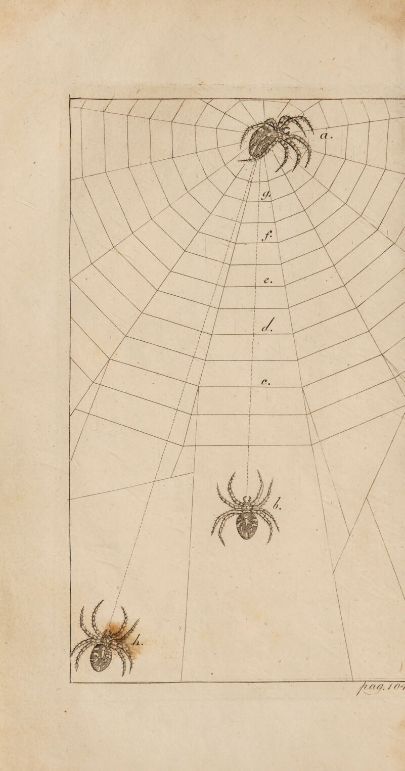60 rern, darüber herausgekommenen Schriften, hinläng¬ lich behannt. Sie sprechen, sie lesen, sie schreiben > sie zeichnen; und was die, dem geselligen Menschen so unentbehrliche Mittheilung seiner Gedanhen an- * langt, so können sie diese durch laute Zeichen (Worte) und durch stille (Pantomime), in stockfinsterer Nacht, (wo sie sich denn alles auf den Buckel schreiben), so gut wie am hellen lichten Tage, in gewöhnlicher Nähe, wie in Entfernungen yon 100 und mehr Schritt, bewerkstelligen. Am merkwürdigsten war mir die fast unbegreifliche Fertigkeit, mit welcher sie den Sp rechenden, selbst in einem Abstande von fl bis io Schritt, verstehen. Was für ein scharfes, genau aufmerkendes Auge gehört nicht dazu, in solchen Entfernungen, alle die hundert kleinen, kaum merk¬ lichen Bewegungen in und an dem Munde , so prompt zu bemerken. Und wie man ein Spruchwort hat: Er sieht einem alles an den Augen ab, so kann man mit Wahrheit von den Taubstummen sagen: Sie sehen den Menschen alles am Munde ab. Einen Beweis, dafs sie diefs wirklich in einem äufserst hohen Grade verstehen, liefere ich hier unter andern in einer ganz zuverlässigen Geschichte, welche dem behannten, verdienstvollen Geheime-Rath von Z s c h o h in Berlin begegnet ist. Dieser Mann machte eines Tages, ich glaube es war noch bei Eschkes Lebzeit, einen Besuch in der Taubstummen-Anstalt und wufste nicht, was er dazu sagen sollte, als die ganze, um den langen Tisch versammelte kleine Ge¬ sellschaft, nachdem er kaum ein paar Worte mildem