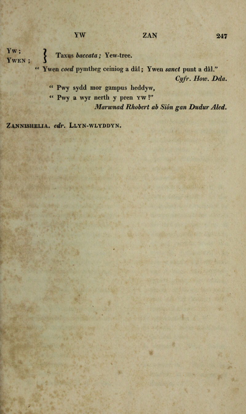 Yw; Ywen ; YW ZAN 247 | Taxus baccata; Yew-tree. “ Ywen coed pymtheg ceiniog a d&l; Ywen sand punt a d&l.” Cyfr. How. Dda. “ Pwy sydd mor gampus heddyw, “ Pwy a wyr nerth y pren yw !” Marwnad Rhobert ab Sion gan Dudur Aled. Zanneshelia. edr. Llyn-wlyddyn.
