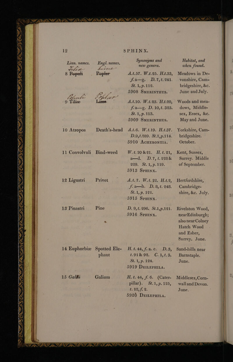 NaI eo ye. En )\ (GZ FY \ Fs Yaa vine On 3 a ANY WS ad indi yet” New! St )é BN S72 i WBS) GR AY —— a STi \ AX i Yr Fey. Opre sina 4c a FOES a Me Sepa om a - ZN ASS MINT OS (FS AS BLEW RA, : a 12 Linn. names. Px 2 ge 8 Reprk 10 Atropos 11 Convolvuli 12 Ligustri 13 Pinastri 14 Euphorbiz 15 Galhi ood names. z e ye Death’s-head Bind-weed Privet Pine Spotted Ele- phant Galium at i, Synonyms and new genera. A.t.57. W.t.25. H.t.33, fa—g. D.7,t. 241. St. 1, p.112. 5908 SmERINTHUS. St.1, p. 113. 5909 SMERINTHUS. A.t.6. W.#.19. H.t.37. D.9,t.289. St.1,p.114. 5910 AcHERONTIA. W.t.20&amp;21. H.t. 21, a—d. D.7, t.228&amp; 229. St. 1, p.119. 5913 SpHinx. A.t.7. W.t.22. H.t.2, ‘fa Uy, tr 248. St.1, p. 121. 5915 Spuinx. D. 9, ¢.296. St.1,p.121. 5916 Spuinx. H., t. 44, fia. c. t.91&amp; 92. St. 1, p. 124. 5919 DeILEePHILa. D.3, C..1, 1.8. H, t. 44, f.6. (Cater- pillar). Sé.1, p. 125, CARL, 2: 5920 DeILeruia. Habitat, and when found. Meadows in De- vonshire, Cam- bridgeshire, &amp;c. June and July. sex, Essex, &amp;c. May and June. Yorkshire, Cam- bridgeshire. October. Kent, Sussex, Surrey. Middle of September. Hertfordshire, Cambridge- shire, &amp;c. July. Rivelston Wood, nearEdinburgh; also near Colney Hatch Wood and Esher, Surrey. June. Sand-hills near Barnstaple. June. Middlesex, Corn- walland Devon. June. al,