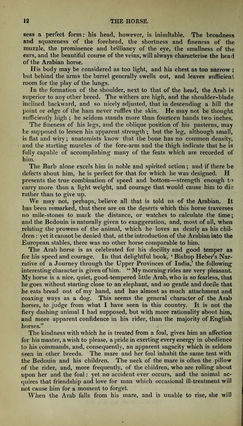 sees a perfect form: his head, however, is inimitable. The broadness and squareness of the forehead, the shortness and fineness of the muzzle, the prominence and brilliancy of the eye, the smallness of the ears, and the beautiful course of the veins, will always characterise the head of the Arabian horse. His body may be considered as too light, and his chest as too narrow ; but behind the arms the barrel generally swells out, and leaves sufficient room for the play of the lungs. In the formation of the shoulder, next to that of the head, the Arab is superior to any other breed. The withers are high, and the shoulder-blade, inclined backward, and so nicely adjusted, that in descending a hill the point or edge of the ham never ruffles the skin. He may not be thought sufficiently high ; he seldom stands more than fourteen hands two inches. The fineness of his legs, and the oblique position of his pasterns, may be supposed to lessen his apparent strength ; but the leg, although small, is flat and wiry; anatomists know that the bone has no common density, and the starting muscles of the fore-arm and the thigh indicate that he is fully capable of accomplishing many of the feats which are recorded of him. The Barb alone excels him in noble and spirited action; and if there be defects about him, he is perfect for that for which he was designed. II presents the true combination of speed and bottom—strength enough to carry more than a light weight, and courage that would cause him to die rather than to give up. We may not, perhaps, believe all that is told us of the Arabian. It has been remarked, that there are on the deserts which this horse traverses no mile-stones to mark the distance, or watches to calculate the time; and the Bedouin is naturally given to exaggeration, and, most of all, when relating the prowess of the animal, which he loves as dearly as his chil¬ dren : yet it cannot be denied that, at the introduction of the Arabian into the European stables, there was no other horse comparable to him. The Arab horse is as celebrated for his docility and good temper as for his speed and courage. In that delightful book, ‘ Bishop Heber’s Nar¬ rative of a Journey through the Upper Provinces of India,’ the following interesting character is given of him. “ My morning rides are very pleasant. My horse is a nice, quiet, good-tempered little Arab, who is so fearless, that he goes without starting close to an elephant, and so gentle and docile that he eats bread out of my hand, and has almost as much attachment and coaxing ways as a dog. This seems the general character of the Arab horses, to judge from what I have seen in this country. It is not the fiery dashing animal I had supposed, but with more rationality about him, and more apparent confidence in his rider, than the majority of English horses.” The kindness with which he is treated from a foal, gives him an affection for his master, a wish to please, a pride in exerting every energy in obedience to his commands, and, consequently, an apparent sagacity which is seldom seen in other breeds. The mare and her foal inhabit the same tent with the Bedouin and his children. The neck of the mare is often the pillow of the rider, and, more frequently, of the children, who are rolling about upon her and the foal: yet no accident ever occurs, and the animal ac¬ quires that friendship and love for man which occasional ill-treatment will not cause him for a moment to forget. When the Arab falls from his mare, and is unable to rise, she will