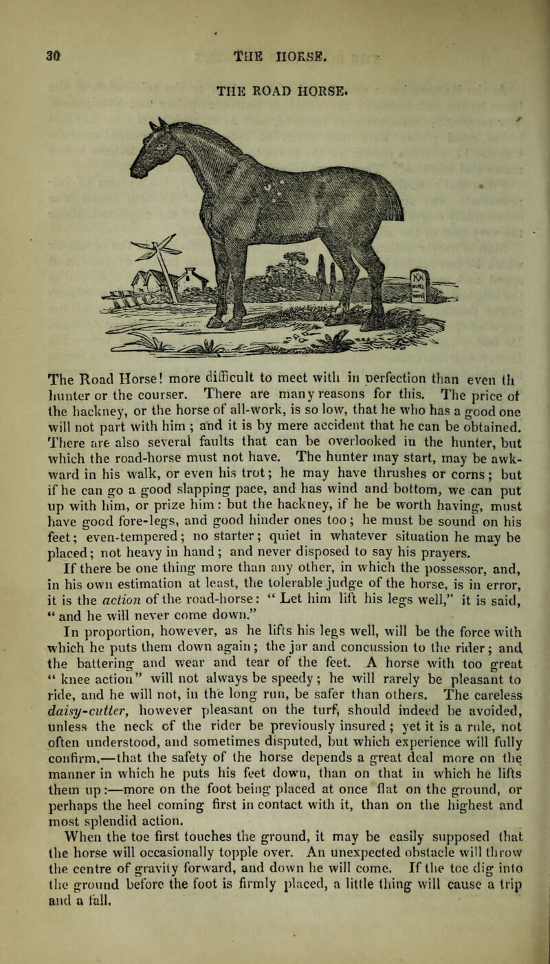 TIIE ROAD HORSE. The Road Horse! more difficult to meet with in oerfeetion than even tii hunter or the courser. There are many reasons for this. The price of the hackney, or the horse of all-work, is so low, that he who has a good one will not part with him ; and it is by mere accident that he can be obtained. There are also several faults that can be overlooked in the hunter, but which the road-horse must not have. The hunter may start, may be awk¬ ward in his walk, or even his trot; he may have thrushes or corns; but if he can go a good slapping pace, and has wind and bottom, we can put up with him, or prize him: but the hackney, if he be worth having, must have good fore-legs, and good hinder ones too; he must be sound on his feet; even-tempered; no starter; quiet in whatever situation he may be placed; not heavy in hand ; and never disposed to say his prayers. If there be one thing more than any other, in which the possessor, and, in his own estimation at least, the tolerable judge of the horse, is in error, it is the action of the road-horse: “ Let him lift his legs well,” it is said, “ and he will never come down.” In proportion, however, as he lifts his legs well, will be the force with which he puts them down again; the jar and concussion to the rider; and the battering and wear and tear of the feet. A horse with too great “ knee action” will not always be speedy; he will rarely be pleasant to ride, and he will not, in the long run, be safer than others. The careless daisy-cutter, however pleasant on the turf, should indeed be avoided, unless the neck of the rider be previously insured; yet it is a rule, not often understood, and sometimes disputed, but which experience will fully confirm,—that the safety of the horse depends a great deal more on the manner in which he puts his feet down, than on that in which he lifts them up:—more on the foot being placed at once fiat on the ground, or perhaps the heel coming first in contact with it, than on the highest and most splendid action. When the toe first touches the ground, it may be easily supposed that the horse will occasionally topple over. An unexpected obstacle will throw the centre of gravity forward, and down he will come. If the toe dig into the ground before the foot is firmly placed, a little thing will cause a trip and a fall.