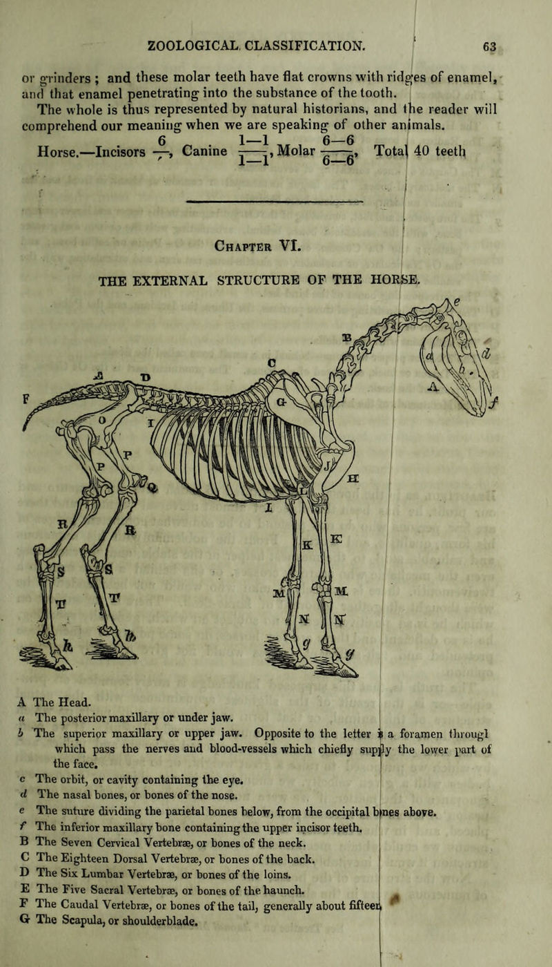 I or grinders ; and these molar teeth have flat crowns with ridges of enamel, and that enamel penetrating into the substance of the tooth. The whole is thus represented by natural historians, and the reader will comprehend our meaning when we are speaking of other animals. g 2—1 6_6 Horse.—Incisors —, Canine j—Molar Total 40 teeth Chapter VI. THE EXTERNAL STRUCTURE OF THE HORSE. a foramen througl A The Head. a The posterior maxillary or under jaw. i The superior maxillary or upper jaw. Opposite to the letter which pass the nerves and blood-vessels which chiefly supjly the lower part of the face. c The orbit, or cavity containing the eye. d The nasal bones, or bones of the nose. e The suture dividing the parietal bones below, from the occipital b*nes above. f The inferior maxillary bone containing the upper incisor teeth. B The Seven Cervical Vertebrae, or bones of the neck. C The Eighteen Dorsal Vertebrae, or bones of the back. D The Six Lumbar Vertebrae, or bones of the loins. E The Five Sacral Vertebrae, or bones of the haunch. F The Caudal Vertebrae, or bones of the tail, generally about fifteer G The Scapula, or shoulderblade.