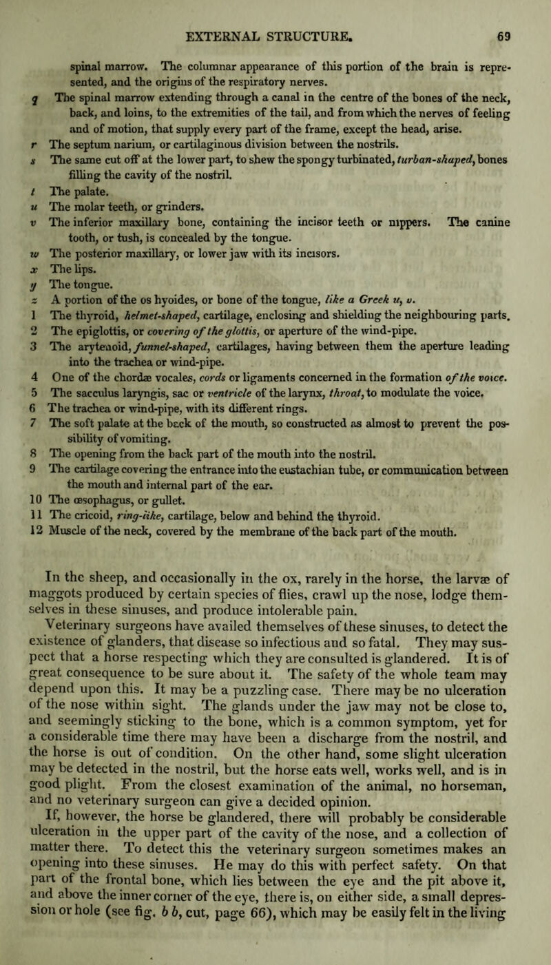 spinal marrow. The columnar appearance of this portion of the brain is repre¬ sented, and the origins of the respiratory nerves. q The spinal marrow extending through a canal in the centre of the bones of the neck, back, and loins, to the extremities of the tail, and from which the nerves of feeling and of motion, that supply every part of the frame, except the head, arise, r The septum narium, or cartilaginous division between the nostrils. s The same cut off at the lower part, to shew the spongy turbinated, turban-shaped, bones filhng the cavity of the nostril. / The palate. u The molar teeth, or grinders. v The inferior maxillary bone, containing the incisor teeth or nippers. The canine tooth, or tush, is concealed by the tongue. w The posterior maxillary, or lower jaw with its incisors. x The lips. g The tongue. s A portion of the os hyoides, or bone of the tongue, like, a Greek u, u. 1 The thyroid, helmet-shaped, cartilage, enclosing and shielding the neighbouring parts. 2 The epiglottis, or covering of the glottis, or aperture of the wind-pipe. 3 The arytenoid, funnel-shaped, cartilages, having between them the aperture leading into the trachea or wind-pipe. 4 One of the chordae vocales, cords or ligaments concerned in the formation of the voice. 5 The sacculus laryngis, sac or ventricle of the larynx, throat, to modulate the voice. 6 The trachea or wind-pipe, with its different rings. 7 The soft palate at the back of the mouth, so constructed as almost to prevent the pos¬ sibility of vomiting. 8 Tlie opening from the back part of the mouth into the nostril. 9 The cartilage covering the entrance into the eustachian tube, or communication between the mouth and internal part of the ear. 10 The oesophagus, or gullet. 11 The cricoid, ring-like, cartilage, below and behind the thyroid. 12 Muscle of the neck, covered by the membrane of the back part of the mouth. In the sheep, and occasionally in the ox, rarely in the horse, the larvae of maggots produced by certain species of flies, crawl up the nose, lodge them¬ selves in these sinuses, and produce intolerable pain. Veterinary surgeons have availed themselves of these sinuses, to detect the existence of glanders, that disease so infectious and so fatal. They may sus¬ pect that a horse respecting which they are consulted is glandered. It is of great consequence to be sure about it. The safety of the whole team may depend upon this. It may be a puzzling case. There maybe no ulceration of the nose within sight. The glands under the jaw may not be close to, and seemingly sticking to the bone, which is a common symptom, yet for a considerable time there may have been a discharge from the nostril, and the horse is out of condition. On the other hand, some slight ulceration may be detected in the nostril, but the horse eats well, works well, and is in good plight. From the closest examination of the animal, no horseman, and no veterinary surgeon can give a decided opinion. If, however, the horse be glandered, there will probably be considerable ulceration in the upper part of the cavity of the nose, and a collection of matter there. To detect this the veterinary surgeon sometimes makes an opening into these sinuses. He may do this with perfect safety. On that part of the frontal bone, which lies between the eye and the pit above it, and above the inner corner of the eye, there is, on either side, a small depres¬ sion or hole (see fig. b b, cut, page 66), which may be easily felt in the living
