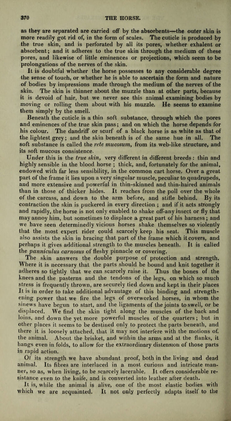 as they are separated are carried off by the absorbents—the outer skin is more readily got rid of, in the form of scales. The cuticle is produced by the true skin, and is perforated by all its pores, whether exhalent or absorbent; and it adheres to the true skin through the medium of these pores, and likewise of little eminences or projections, which seem to be prolongations of the nerves of the skin. It is doubtful whether the horse possesses to any considerable degree the sense of touch, or whether he is able to ascertain the form and nature of bodies by impressions made through the medium of the nerves of the skin. The skin is thinner about the muzzle than at other parts, because it is devoid of hair, but we never see this animal examining bodies by moving or rolling them about with his muzzle. He seems to examine them simply by the smell. Beneath the cuticle is a thin soft substance, through which the pores and eminences of the true skin pass; and on which the horse depends for his colour. The dandriff or scurf of a black horse is as white as that of the lightest grey; and the skin beneath is of the same hue in all. The soft substance is called the rete mucosum, from its web-like structure, and its soft mucous consistence. Under this is the true skin, very different in different breeds : thin and highly sensible in the blood horse ; thick, and, fortunately for the animal, endowed with far less sensibility, in the common cart horse. Over a great part of the frame it lies upon a very singular muscle, peculiar to quadrupeds, and more extensive and powerful in thin-skinned and thin-haired animals than in those of thicker hides. It reaches from the poll over the whole of the carcass, and down to the arm before, and stifle behind. By its contraction the skin is puckered in every direction ; and if it acts strongly and rapidly, the horse is not only enabled to shake off-any insect or fly that may annoy him, but sometimes to displace a great part of his harness ; and we have seen determinedly vicious horses shake themselves so violently that the most expert rider could scarcely keep his seat. This muscle also assists the skin in bracing that part of the frame which it covers, and perhaps it gives additional strength to the muscles beneath. It is called the panniculus carnosus of fleshy pinnacle or covering. The skin answers the double purpose of protection and strength. Where it is necessary that the parts should be bound and knit together it adheres so tightly that we can scarcely raise it. Thus the bones of the knees and the pasterns and the tendons of the legs, on which so much stress is frequently thrown, are securely tied down and kept in their places It is in order to take additional advantage of this binding and strength¬ ening power that we fire the legs of overworked horses, in whom the sinews have begun to start, and the ligaments of the joints to swell, or be displaced. We find the skin tight along the muscles of the back and loins, and down the yet more powerful muscles of the quarters; but in other places it seems to be destined only to protect the parts beneath, and there it is loosely attached, that it may not interfere with the motions of. the animal. About the brisket, and within the arms and at the flanks, it hangs even in folds, to allow for the extraordinary distension of those parts in rapid action. Of its strength we have abundant proof, both in the living and dead animal. Its fibres are interlaced in a most curious and intricate man¬ ner, so as, when living, to be scarcely lacerable. It offers considerable re¬ sistance even to the knife, and is converted into leather after death. It is, while the animal is alive, one of the most elastic bodies with which we are acquainted. It not only perfectly adapts itself to the