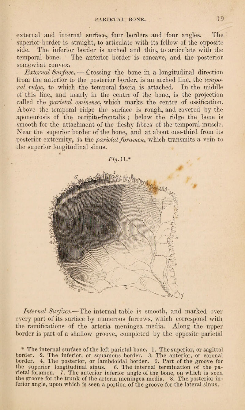 external and internal surface, four borders and four angles. The superior border is straight, to articulate with its fellow of the opposite side. The inferior border is arched and thin, to articulate with the temporal bone. The anterior border is concave, and the posterior somewhat convex. External Surface. — Crossing the bone in a longitudinal direction from the anterior to the posterior border, is an arched line, the tempo¬ ral ridge, to which the temporal fascia is attached. In the middle of this line, and nearly in the centre of the bone, is the projection called the parietal eminence, which marks the centre of ossification. Above the temporal ridge the surface is rough, and covered by the aponeurosis of the occipito-frontalis ; below the ridge the bone is smooth for the attachment of the fleshy fibres of the temporal muscle. Near the superior border of the bone, and at about one-third from its posterior extremity, is the parietal foramen, which transmits a vein to the superior longitudinal sinus. fi Fig. 11.* Internal Surface.—The internal table is smooth, and marked over every part of its surface by numerous furrows, which correspond with the ramifications of the arteria meningea media. Along the upper border is part of a shallow groove, completed by the opposite parietal * The internal surface of the left parietal hone. 1. The superior, or sagittal border. 2. The inferior, or squamous border. 3. The anterior, or coronal border. 4. The posterior, or lambdoidal border. 5. Part of the groove for the superior longitudinal sinus. 6. The internal termination of the pa¬ rietal foramen. 7. The anterior inferior angle of the bone, on which is seen the groove for the trunk of the arteria meningea media. 8. The posterior in¬ ferior angle, upon which is seen a portion of the groove for the lateral sinus.