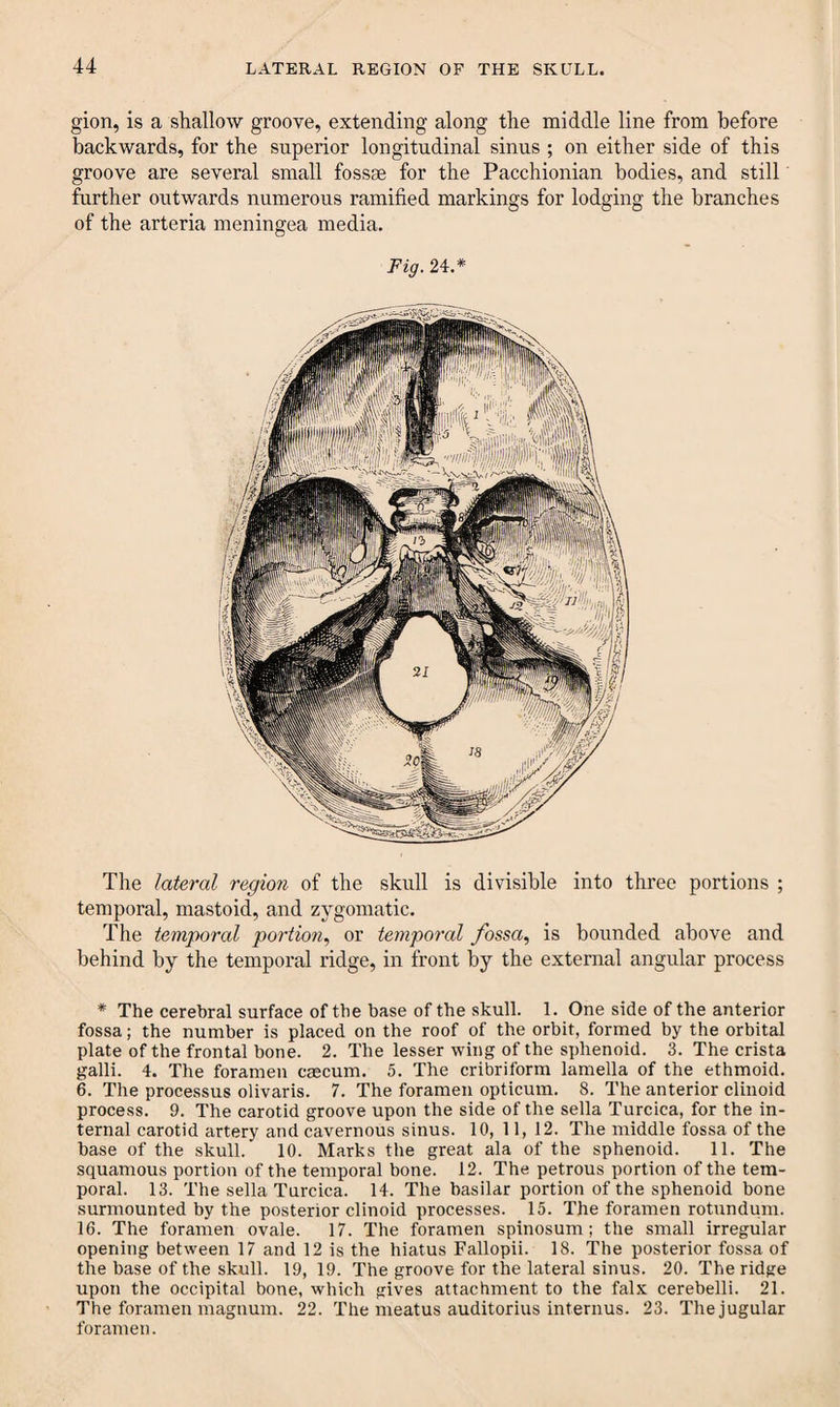 gion, is a shallow groove, extending along the middle line from before backwards, for the superior longitudinal sinus ; on either side of this groove are several small fossae for the Pacchionian bodies, and still further outwards numerous ramified markings for lodging the branches of the arteria meningea media. Fig. 24.* The lateral region of the skull is divisible into three portions ; temporal, mastoid, and zygomatic. The temporal portion, or temporal fossa, is bounded above and behind by the temporal ridge, in front by the external angular process * The cerebral surface of the base of the skull. 1. One side of the anterior fossa; the number is placed on the roof of the orbit, formed by the orbital plate of the frontal bone. 2. The lesser wing of the sphenoid. 3. The crista galli. 4. The foramen caecum. 5. The cribriform lamella of the ethmoid. 6. The processus olivaris. 7. The foramen opticum. 8. The anterior clinoid process. 9. The carotid groove upon the side of the sella Turcica, for the in¬ ternal carotid artery and cavernous sinus. 10, 11, 12. The middle fossa of the base of the skull. 10. Marks the great ala of the sphenoid. 11. The squamous portion of the temporal bone. 12. The petrous portion of the tem¬ poral. 13. The sella Turcica. 14. The basilar portion of the sphenoid bone surmounted by the posterior clinoid processes. 15. The foramen rotundum. 16. The foramen ovale. 17. The foramen spinosum ; the small irregular opening between 17 and 12 is the hiatus Fallopii. 18. The posterior fossa of the base of the skull. 19, 19. The groove for the lateral sinus. 20. The ridge upon the occipital bone, which gives attachment to the falx cerebelli. 21. The foramen magnum. 22. The meatus auditorius interims. 23. The jugular foramen.