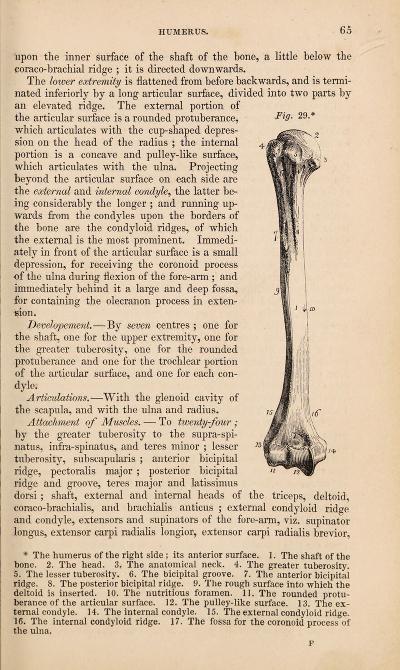 HUMERUS. upon the inner surface of the shaft of the bone, a little below the coraco-brachial ridge ; it is directed downwards. The lower extremity is flattened from before backwards, and is termi¬ nated inferiorly by a long articular surface, divided into two parts by an elevated ridge. The external portion of the articular surface is a rounded protuberance, which articulates with the cup-shaped depres¬ sion on the head of the radius ; the internal portion is a concave and pulley-like surface, which articulates with the ulna. Projecting beyond the articular surface on each side are the external and internal condyle, the latter be¬ ing considerably the longer ; and running up¬ wards from the condyles upon the borders of the bone are the condyloid ridges, of which the external is the most prominent. Immedi¬ ately in front of the articular surface is a small depression, for receiving the coronoid process of the ulna during flexion of the fore-arm ; and immediately behind it a large and deep fossa, for containing the olecranon process in exten¬ sion. Developement.—By seven centres ; one for the shaft, one for the upper extremity, one for the greater tuberosity, one for the rounded protuberance and one for the trochlear portion of the articular surface, and one for each con- dyle. Articulations.■—With the glenoid cavity of I the scapula, and with the ulna and radius. Attachment of Muscles. — To twenty-four ; I by the greater tuberosity to the supra-spi- i natus, infra-spinatus, and teres minor ; lesser I tuberosity, subscapularis ; anterior bicipital i ridge, pectoralis major ; posterior bicipital i ridge and groove, teres major and latissimus dorsi ; shaft, external and internal heads of the triceps, deltoid, coraco-brachialis, and brachialis anticus ; external condyloid ridge and condyle, extensors and supinators of the fore-arm, viz. supinator longus, extensor carpi radialis longior, extensor carpi radialis brevior, * The humerus of the right side ; its anterior surface. 1. The shaft of the hone. 2. The head. 3. The anatomical neck. 4. The greater tuberosity. 5. The lesser tuberosity. 6. The bicipital groove. 7. The anterior bicipital ridge. 8. The posterior bicipital ridge. 9. The rough surface into which the deltoid is inserted. 10. The nutritious foramen. 11. The rounded protu¬ berance of the articular surface. 12. The pulley-like surface. 13. The ex¬ ternal condyle. 14. The internal condyle. 15. The external condyloid ridge. 16. The internal condyloid ridge. 17. The fossa for the coronoid process of the ulna. F