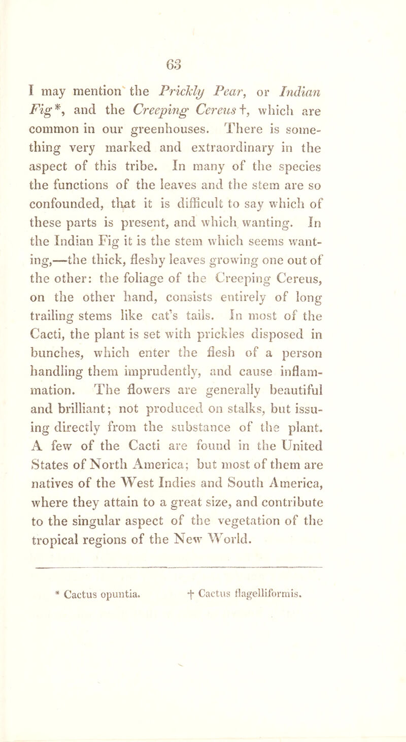I may mention the Prickly Pear, or Indian Fig%, and the Creeping Cereus t, which are common in our greenhouses. There is some- thing very marked and extraordinary in the aspect of this tribe. In many of the species the functions of the leaves and the stem are so confounded, that it is difficult to say which of these parts is present, and which wanting. In the Indian Fig it is the stem which seems want- ing,—'the thick, fleshy leaves grow ing one out of the other: the foliage of the Creeping Cereus, on the other hand, consists entirely of long trailing stems like cat’s tails. In most of the Cacti, the plant is set with prickles disposed in bunches, which enter the flesh of a person handling them imprudently, and cause inflam- mation. The flowers are generally beautiful and brilliant; not produced on stalks, but issu- ing directly from the substance of the plant, A few of the Cacti are found in the United States of North America; but most of them are natives of the West Indies and South America, where they attain to a great size, and contribute to the singular aspect of the vegetation of the tropical regions of the New World. * Cactus opuntia. *j- Cactus flageiliformis.