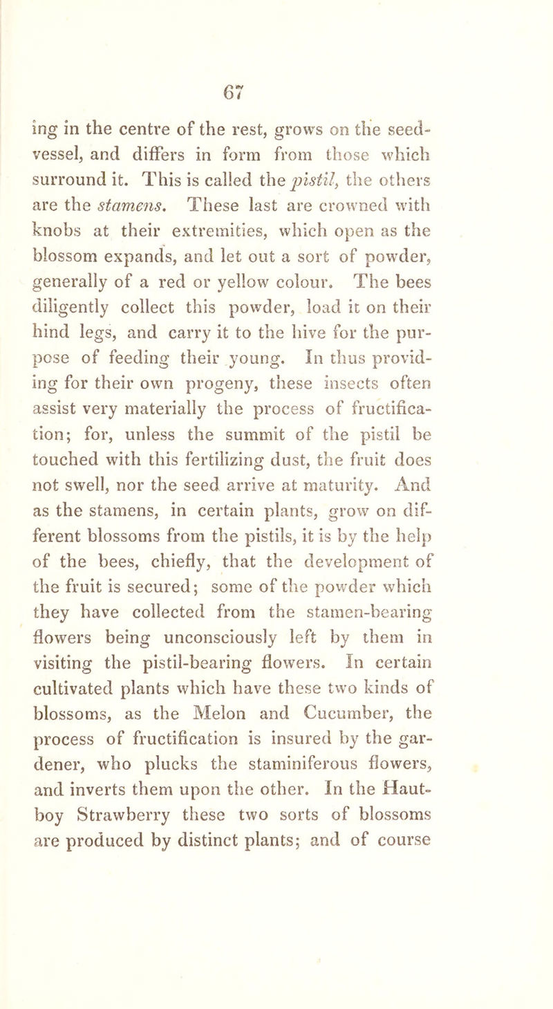 ing in the centre of the rest, grows on the seed- vessel, and differs in form from those which surround it. This is called the pistil, the others are the stamens. These last are crowned with knobs at their extremities, which open as the blossom expands, and let out a sort of powder, generally of a red or yellow colour. The bees diligently collect this powder, load it on their hind legs, and carry it to the hive for the pur- pose of feeding their young. In thus provid- ing for their own progeny, these insects often assist very materially the process of fructifica- tion; for, unless the summit of the pistil be touched with this fertilizing dust, the fruit does not swell, nor the seed arrive at maturity. And as the stamens, in certain plants, grow on dif- ferent blossoms from the pistils, it is by the help of the bees, chiefly, that the development of the fruit is secured; some of the powder which they have collected from the stamen-bearing flowers being unconsciously left by them in visiting the pistil-bearing flowers. In certain cultivated plants which have these two kinds of blossoms, as the Melon and Cucumber, the process of fructification is insured by the gar- dener, who plucks the staminiferous flowers, and inverts them upon the other. In the Haut- boy Strawberry these two sorts of blossoms are produced by distinct plants; and of course