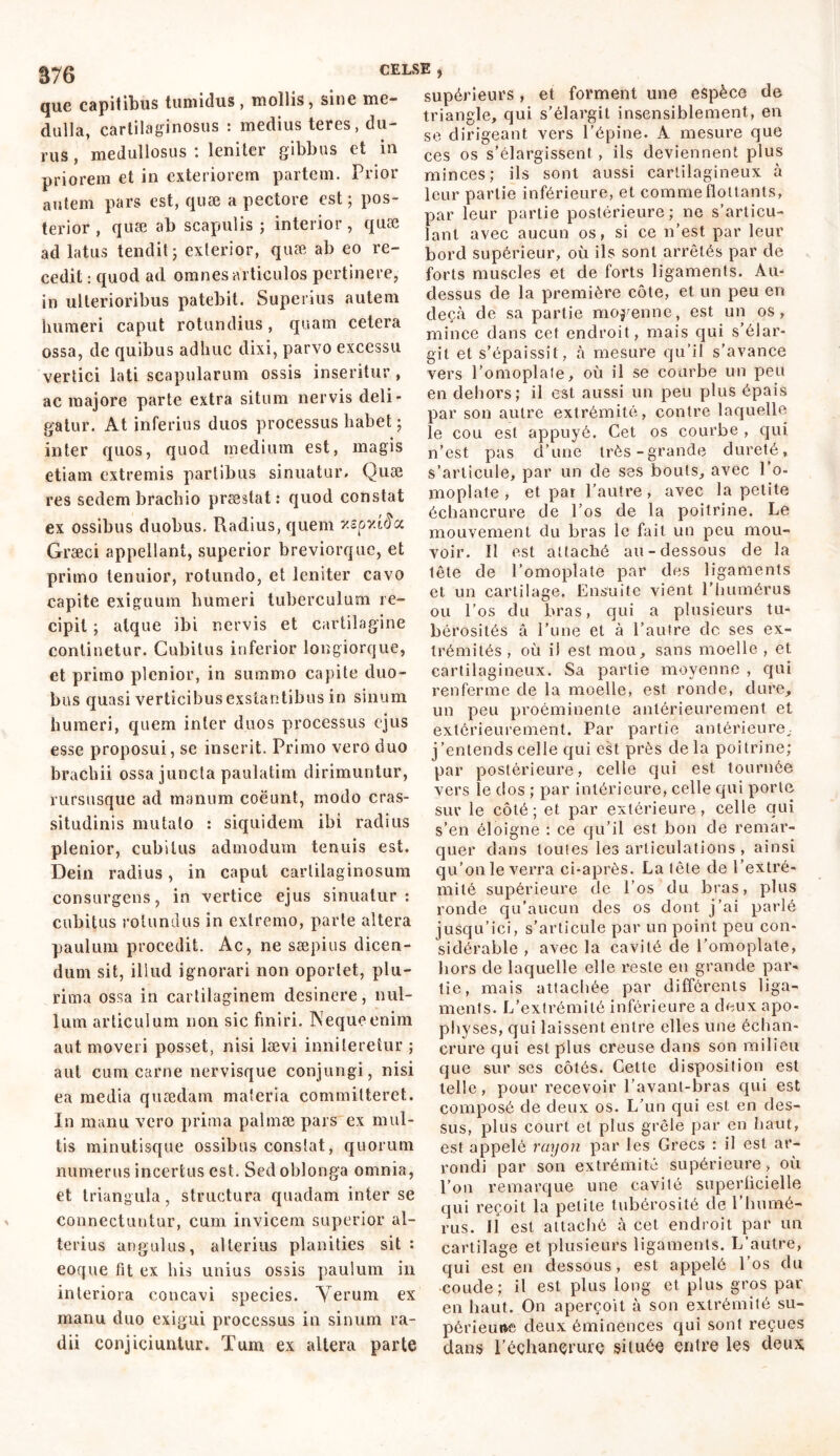 S76 que capitibus tumidus, mollis, sine me- dulla, cartilaginosus : medius teres, du- rus , medullosus : leniter gibbus et in priorem et in exteriorem partem. Prior autem pars est, quæ a pectore est ; pos- terior , quæ ab scapulis ; interior, quæ ad latus tendit; exterior, quæ ab eo re- cedit : quod ad omnes articulos pertinere, in ulterioribus patebit. Superius autem humeri caput rotundius, quam cetera ossa, de quibus adhuc dixi, parvo excessu vertici lati scapularum ossis inseritur , ac majore parte extra situm nervis deli- gatur. At inferius duos processus habet ; inter quos, quod medium est, magis etiam extremis partibus sinuatur. Quæ CELSE , supérieurs , et forment une espèce de triangle, qui s'élargit insensiblement, en se dirigeant vers l’épine. A mesure que ces os s’élargissent , ils deviennent plus minces; ils sont aussi cartilagineux à leur partie inférieure, et comme flottants, par leur partie postérieure; ne s’articu- lant avec aucun os, si ce n’est par leur bord supérieur, où ils sont arrêtés par de forts muscles et de forts ligaments. Au- dessus de la première côte, et un peu en deçà de sa partie moyenne, est un os, mince dans cet endroit, mais qui s’élar- git et s’épaissit, à mesure qu’il s’avance vers l’omoplate, où il se courbe un peu en dehors; il est aussi un peu plus épais par son autre extrémité, contre laquelle le cou est appuyé. Cet os courbe , qui n’est pas d’une très-grande dureté, s’articule, par un de ses bouts, avec l’o- res sedem brachio prastat : quod constat moplate , et par l'autre, avec la petite _ échancrure de 1 os de la poitrine. Le ex ossibus duobus. Radius, quem r.spxioa Græci appellant, superior breviorque, et primo tenuior, rotundo, et leniter cavo capite exiguum humeri tuberculum re- cipit ; atque ibi nervis et cartilagine continetur. Cubitus inferior longiorque, et primo plenior, in summo capite duo- bus quasi verticibus exstantibus in sinum humeri, quem inter duos processus ejus esse proposui, se inserit. Primo vero duo brachii ossa juncta paulatim dirimuntur, rursusque ad manum coëunt, modo cras- situdinis mutato : siquidem ibi radius plenior, cubitus admodum tenuis est. Dein radius, in caput cartilaginosum consurgens, in vertice ejus sinuatur : cubitus rotundus in extremo, parte altera paulum procedit. Ac, ne sæpius dicen- dum sit, illud ignorari non oportet, plu- rima ossa in cartilaginem desinere, nul- lum articulum non sic finiri. Neque enim aut moveri posset, nisi lævi inniteretur ; aut cum carne nervisque conjungi , nisi ea media quaedam materia committeret. In manu vero prima palmæ pars ex mul- tis minidisque ossibus constat, quorum numerus incertus est. Sed oblonga omnia, et triangula, structura quadam inter se connectuntur, cum invicem superior al- terius angulus, alterius planities sit: eoque fit ex his unius ossis paulum in interiora concavi species. Yerum ex manu duo exigui processus in sinum ra- dii conjiciuntur. Tum ex altera parte mouvement du bras le fait un peu mou- voir. Il est attaché au-dessous de la tête de l’omoplate par des ligaments et un cartilage. Ensuite vient l’humérus ou l’os du bras, qui a plusieurs tu- bérosités â l’une et à l’autre de ses ex- trémités , où il est mou, sans moelle , et cartilagineux. Sa partie moyenne , qui renferme de la moelle, est ronde, dure, un peu proéminente antérieurement et extérieurement. Par partie antérieure, j’entends celle qui est près delà poitrine; par postérieure, celle qui est tournée vers le dos ; par intérieure, celle qui porte sur le côté; et par extérieure, celle qui s’en éloigne : ce qu’il est bon de remar- quer dans touies les articulations , ainsi qu’on le verra ci-après. La fête de l’extré- mité supérieure de l’os du bras, plus ronde qu’aucun des os dont j’ai parlé jusqu’ici, s’articule par un point peu con- sidérable , avec la cavité de l’omoplate, hors de laquelle elle reste en grande par- tie, mais attachée par différents liga- ments. L’extrémité inférieure a deux apo- physes, qui laissent entre elles une échan- crure qui est plus creuse dans son milieu que sur scs côtés. Cette disposition est telle, pour recevoir l’avant-bras qui est composé de deux os. L’un qui est en des- sus, plus court et plus grêle par en haut, est appelé rayon par les Grecs : il est ar- rondi par son extrémité supérieure, où l’on remarque une cavité superficielle qui reçoit la petite tubérosité de l’humé- rus. 11 est attaché à cet endroit par un cartilage et plusieurs ligaments. L’autre, qui est en dessous, est appelé l’os du coude; il est plus long et plus gros par en haut. On aperçoit à son extrémité su- périeure deux éminences qui sont reçues dans l’éçhançrure située entre les deux