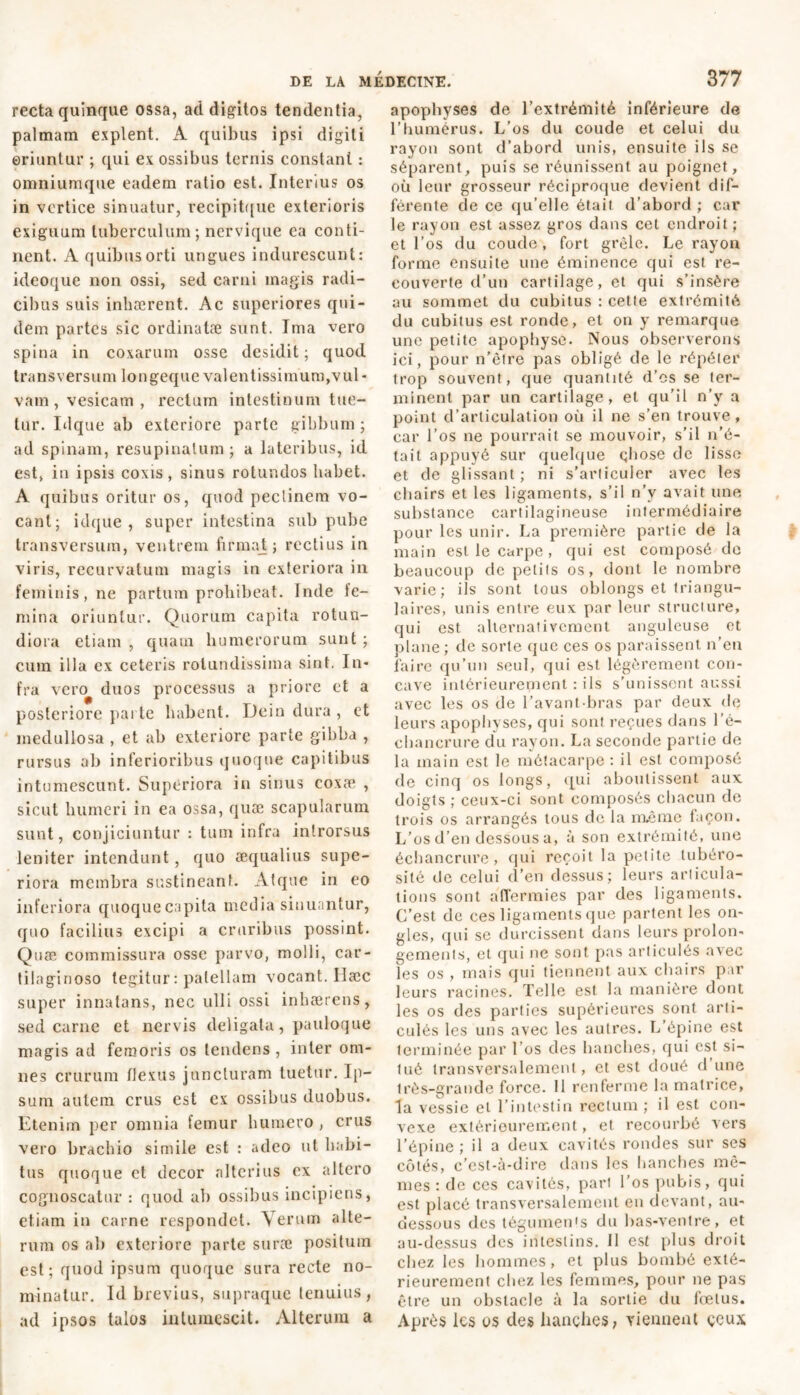 recta quinque ossa, ad digitos tendentia, palmam explent. A quibus ipsi digiti oriuntur ; qui ex ossibus ternis constant : omniumque eadem ratio est. Interius os in vertice sinuatur, recipitque exterioris exiguum tuberculum; nervique ea conti- nent. A quibus orti ungues indurescunt: ideoque non ossi, sed carni magis radi- cibus suis inhærent. Ac superiores qui- dem partes sic ordinatae sunt. Ima vero spina in coxarum osse desidit ; quod transversum longeque valentissimum,vul- vam , vesicam , rectum intestinum tue- tur. Lique ab exteriore parte gibbum ; ad spinam, resupinatum ; a lateribus, id est, in ipsis coxis, sinus rotundos habet. A quibus oritur os, quod pectinem vo- cant; idque , super intestina sub pube transversum, ventrem firmat; rectius in viris, recurvatum magis in exteriora in feminis, ne partum prohibeat. Inde fe- mina oriuntur. Quorum capita rotun- diora etiam , quam humerorum sunt ; cum illa ex ceteris rotundissima sint. In- fra vero duos processus a priore et a posteriore parte habent. Dein dura , ct medullosa , et ab exteriore parte gibba , rursus ab inferioribus quoque capitibus intumescunt. Superiora in sinus coxæ , sicut humeri in ea ossa, quæ scapularum sunt, conjiciuntur : tum infra introrsus leniter intendunt, quo æqualius supe- riora membra sustineant. Atque in eo inferiora quoque capita media sinuantur, quo facilius excipi a cruribus possint. Quæ commissura osse parvo, molli, car- tilaginoso tegitur : patellam vocant. Ilæc super innatans, nec ulli ossi inhærens, sed carne et nervis deligata, pauloque magis ad femoris os tendens , inter om- nes crurum flexus juncturam tuetur. Ip- sum autem crus est ex ossibus duobus. Etenim per omnia femur humero , crus vero brachio simile est : adeo ut habi- tus quoque et decor alterius ex altero cognoscatur : quod ab ossibus incipiens, etiam in carne respond et. V erum alte- rum os ab exteriore parte suræ positum est; quod ipsum quoque sura recte no- minatur. Id brevius, supraque tenuius, ad ipsos talos intumescit. Alterum a apophyses de l’extrémité inférieure de l’humérus. L’os du coude et celui du rayon sont d’abord unis, ensuite ils se séparent, puis se réunissent au poignet, où leur grosseur réciproque devient dif- férente de ce qu’elle était d’abord ; car le rayon est assez gros dans cet endroit; et l’os du coude, fort grêle. Le rayon forme ensuite une éminence qui est re- couverte d’un cartilage, et qui s’insère au sommet du cubitus : cette extrémité du cubitus est ronde, et on y remarque une petite apophyse. Nous observerons ici, pour n’être pas obligé de le répéter trop souvent, que quantité d’os se ter- minent par un cartilage, et qu’il n’y a point d’articulation où il ne s’en trouve, car l’os ne pourrait se mouvoir, s’il n’é- tait appuyé sur quelque çhose de lisse et de glissant ; ni s’articuler avec les chairs et les ligaments, s’il n’y avait une substance cartilagineuse intermédiaire pour les unir. La première partie de la main est le carpe , qui est composé do beaucoup de petits os, dont le nombre varie; ils sont tous oblongs et triangu- laires, unis entre eux par leur structure, qui est alternativement anguleuse et plane ; de sorte que ces os paraissent n’en faire qu’un seul, qui est légèrement con- cave intérieurement : ils s’unissent aussi avec les os de l’avant-bras par deux de leurs apophyses, qui sont reçues dans l’é- chancrure du rayon. La seconde partie de la main est le métacarpe : il est composé de cinq os longs, qui aboutissent aux doigts ; ceux-ci sont composés chacun de trois os arrangés tous de la même façon. L’os d’en dessous a, à son extrémité, une échancrure, qui reçoit la petite tubéro- sité de celui d’en dessus; leurs articula- tions sont affermies par des ligaments. C’est de ces ligaments que partent les on- gles, qui se durcissent dans leurs prolon- gements, et qui ne sont pas articulés avec les os , mais qui tiennent aux chairs par leurs racines. Telle est la manière dont les os des parties supérieures sont arti- culés les uns avec les autres. L’épine est terminée par l’os des hanches, qui est si- tué transversalement, et est doué d une très-grande force. Il renferme la matrice, la vessie et l’intestin rectum ; il est con- vexe extérieurement, et recourbé vers l'épine ; il a deux cavités rondes sur ses côtés, c’est-à-dire dans les hanches mê- mes : de ces cavités, part l’os pubis, qui est placé transversalement en devant, au- dessous des légumen's du bas-ventre, et au-dessus des intestins. 11 est plus droit chez les hommes, et plus bombé exté- rieurement chez les femmes, pour ne pas être un obstacle à la sortie du fœtus. Après les os des hanches, viennent ceux