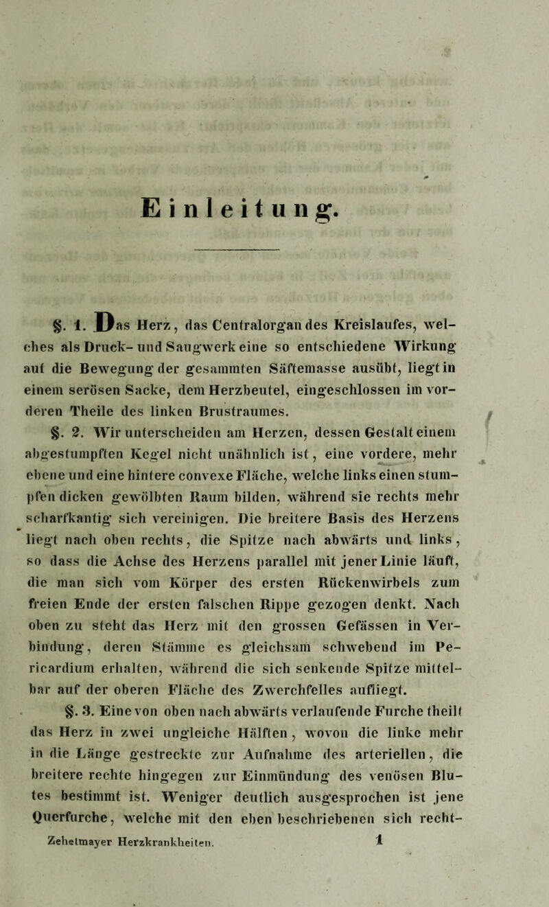 Einleitung «. i. D as Herz, das Centralorgan des Kreislaufes, wel¬ ches als Druck-und Saugwerk eine so entschiedene Wirkung aut die Bewegung der gesummten Säftemasse ausübt, liegt in einem serösen Sacke, dem Herzbeutel, eingeschlossen im vor¬ deren Theile des linken Brustraumes. §. 2. Wir unterscheiden am Herzen, dessen Gestalt einem abgestumpften Kegel nicht unähnlich ist, eine vordere, mehr ebene und eine hintere convexe Fläche, welche links einen stum¬ pfen dicken gewölbten Raum bilden, während sie rechts mehr scharfkantig sich vereinigen. Die breitere Basis des Herzens liegt nach oben rechts, die Spitze nach abwärts und links, so dass die Achse des Herzens parallel mit jener Linie läuft, die man sich vom Körper des ersten Rückenwirbels zum freien Ende der ersten falschen Rippe gezogen denkt. Nach oben zu steht das Herz mit den grossen Gefässen in Ver¬ bindung, deren Stämme es gleichsam schwebend im Pe- ricardium erhalten, während die sich senkende Spitze mittel¬ bar auf der oberen Fläche des Zwerchfelles aufliegt. §. 3. Eine von oben nach abwärts verlaufende Furche theill das Herz in zwei ungleiche Hälften , wovon die linke mehr in die Länge gestreckte zur Aufnahme des arteriellen, die breitere rechte hingegen zur Einmündung des venösen Blu¬ tes bestimmt ist. Weniger deutlich ausgesprochen ist jene Querfurche, welche mit den eben beschriebenen sich recht-