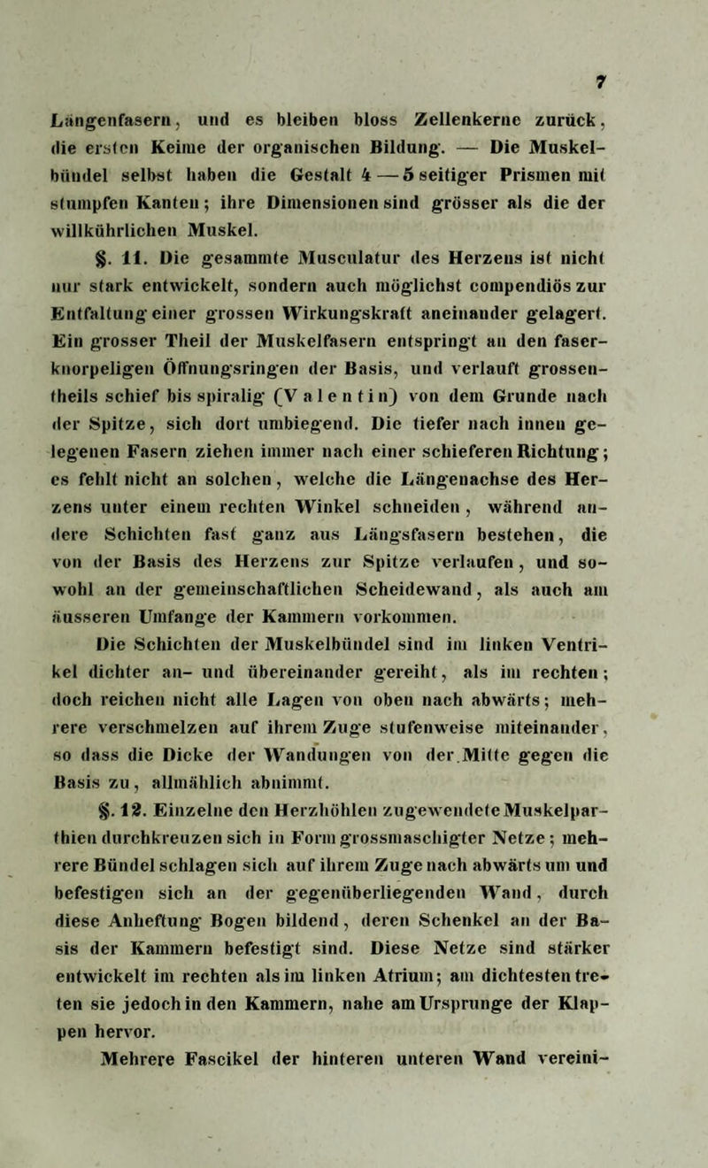 Langenfasern, und es bleiben bloss Zellenkerne zurück, die ersten Keime der organischen Bildung. — Die Muskel¬ bündel selbst haben die Gestalt 4 — o seitiger Prismen mit stumpfen Kanten; ihre Dimensionen sind grösser als die der willkührlichen Muskel. §. 11. Die gesammte Musculatur des Herzens ist nicht nur stark entwickelt, sondern auch möglichst compendiös zur Entfaltung einer grossen Wirkungskraft aneinander gelagert. Ein grosser Theil der Muskelfasern entspringt an den faser¬ knorpeligen Öffnungsringen der Basis, und verlauft grossen- theils schief bis spiralig (V alentin) von dem Grunde nach der Spitze, sich dort umbiegend. Die tiefer nach innen ge¬ legenen Fasern ziehen immer nach einer schieferen Richtung; es fehlt nicht an solchen, welche die Längenachse des Her¬ zens unter einem rechten Winkel schneiden , während an¬ dere Schichten fast ganz aus Längsfasern bestehen, die von der Basis des Herzens zur Spitze verlaufen , und so¬ wohl an der gemeinschaftlichen Scheidewand, als auch am äusseren Umfange der Kammern Vorkommen. Die Schichten der Muskelbündel sind im linken Ventri¬ kel dichter an- und übereinander gereiht, als im rechten; doch reichen nicht alle Lagen von oben nach abwärts; meh¬ rere verschmelzen auf ihrem Zuge stufenweise miteinander, so dass die Dicke der Wandungen von der.Mitte gegen die Basis zu, allmählich abnimmt. §. 12. Einzelne den Herzhöhlen zugewendeteMuskelpar- thien durchkreuzen sich in Form grossmaschigter Netze; meh¬ rere Bündel schlagen sich auf ihrem Zuge nach abwärts um und befestigen sich an der gegenüberliegenden Wand, durch diese Anheftung Bogen bildend, deren Schenkel an der Ba¬ sis der Kammern befestigt sind. Diese Netze sind stärker entwickelt im rechten als im linken Atrium; am dichtesten tre¬ ten sie jedoch in den Kammern, nahe am Ursprünge der Klap¬ pen hervor. Mehrere Fascikel der hinteren unteren Wand vereini-