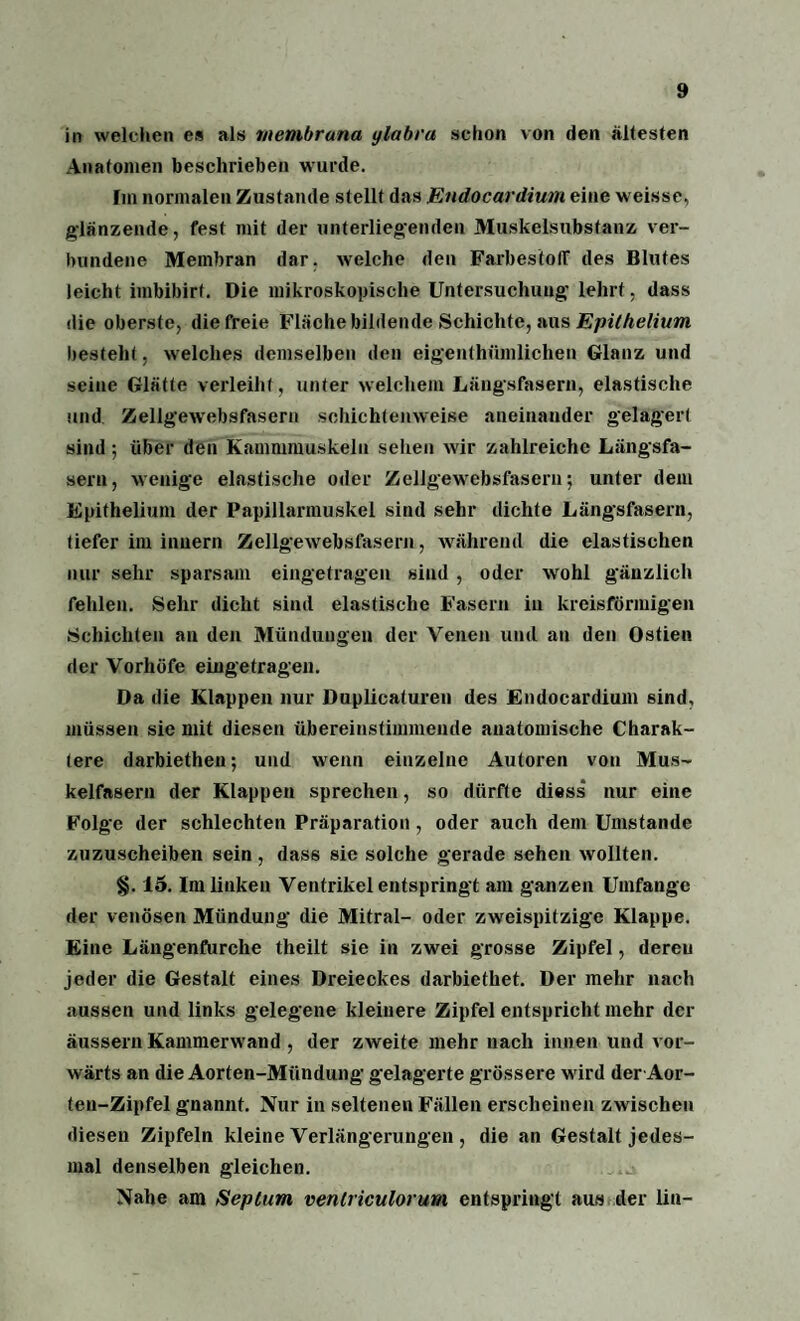 in welchen es als membrana ylabra schon von den ältesten Anatomen beschrieben wurde. Im normalen Zustande stellt das Endocardium eine weisse, glänzende, fest mit der unterliegenden Muskelsubstanz ver¬ bundene Membran dar. welche den Farbestoff des Blutes leicht imbibirt. Die mikroskopische Untersuchung lehrt, dass die oberste, die freie Fläche bildende Schichte, aus Epilhelium besteht, welches demselben den eigentümlichen Glanz und seine Glätte verleiht, unter welchem Längsfasern, elastische und Zellgewebsfasern schichtenweise aneinander gelagert sind; über den Kammmuskelu selten wir zahlreiche Längsfa¬ sern, wenige elastische oder Zellgewebsfasern; unter dem Epithelium der Papillarmuskel sind sehr dichte Längsfasern, tiefer int innern Zellgewebsfasern, während die elastischen nur sehr sparsam eingetragen sind , oder wohl gänzlich fehlen. Sehr dicht sind elastische Fasern in kreisförmigen Schichten an den Mündungen der Venen und an den Ostien der Vorhöfe eingetragen. Da die Klappen nur Duplicaturen des Endocardium sind, müssen sie mit diesen übereinstimmende anatomische Charak¬ tere darbiethen; und wenn einzelne Autoren von Mus¬ kelfasern der Klappen sprechen, so dürfte diess nur eine Folge der schlechten Präparation, oder auch dem Umstande zuzuscheiben sein , dass sie solche gerade sehen wollten. §. 15. Im linken Ventrikel entspringt am ganzen Umfange der venösen Mündung die Mitral- oder zweispitzige Klappe. Eine Längenfurche theilt sie in zwei grosse Zipfel, dereu jeder die Gestalt eines Dreieckes darbiethet. Der mehr nach aussen und links gelegene kleinere Zipfel entspricht mehr der äussern Kammerwand , der zweite mehr nach innen und vor¬ wärts an die Aorten-Miindung gelagerte grössere wird der Aor- ten-Zipfel gnannt. Nur in seltenen Fällen erscheinen zwischen diesen Zipfeln kleine Verlängerungen , die an Gestalt jedes¬ mal denselben gleichen. Nahe am Septum, ventriculorum entspringt aus der lin-