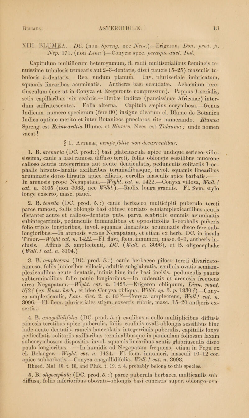 XIII. BLUMEA. DC. (non Spreng. nec Nec*.)—Erigeron, Don. prod. Jl. Nep. 171. (non Linn.)—Conyzse spec. per (eque auct. Tnd. Capitulum multiflorum heterogamum, fl. radii multiserialibus foemineis te¬ nuissime tubulosis truncatis aut 2-3-clentatis, disci paucis (5-25) masculis tu¬ bulosis 5-dentatis. Rec. nudum planum. Inv. pluriseriale imbricatum, squamis linearibus acuminatis. Antherse basi ecaudatse. Achsenium tere- tiusculum (nec ut in Conyza et Eregeronte compressum). Pappus 1-serialis, setis capillaribus vix scabris.— Herbee Tndicoe (paucissimae Africanse) inter¬ dum suffrutescentes. Folia alterna. Capitula saepius corymbosa.—Genus Indicum numero specierum (fere 80) insigne dicatum cl. Blume de Botanica Indica optime merito et inter Botanicos praeclaros rite numerando. Blumea Spreng. est Reinwardtia Blume, et Blumea Nces est Talauma; unde nomen vacat! § 1. A pte RyE, nempe foliis non decurrentibus. 1. B. arenaria (DC. prod::) basi glabriuscula apice undique sericeo-villo- sissima, caule a basi ramosa diffuso tereti, foliis oblongis sessilibus mucrone calloso acutis integerrimis aut acute denticulatis, pedunculis solitariis 1-ce- pbalis birsuto-lanatis axillaribus terminalibusque, invol. squamis linearibus acuminatis dorso hirsutis apice ciliatis, corollis masculis apice barbatis.- In arenosis prope Negapatam.— Wight. eat. n. 1422.—Conyza villosa, Wall.! eat. n. 8105 (non 3083, nec Willd.).—Radix longa gracilis. Fl. fcem. stylo longe exserto, masc. pauci. 2. B. tenella (DC. prod. 5.:) caule herbaceo multicipiti puberulo tereti parce ramoso, foliis oblongis basi obtuse cordato semiamplexicaulibus acutis distanter acute et calloso-dentatis pube parva scabridis summis acuminatis subintegerrimis, pedunculis terminalibus et oppositifoliis 1-ceplialis puberis folio triplo longioribus, invol. squamis linearibus acuminatis disco fere sub- longioribus.—In arenosis versus Negapatam, et etiam ex herb. DC. in insula Timor.— Wight cat. n. 1422.'—Fl. flavi, fcem. innumeri, masc. 8-9, antheris in¬ clusis. Affinis B. amplectenti, DC. {Wall. n. 3096), et B. oligocephal® ( Wall. ! cat. n. 3104.) 3. B. amplectens (DC. prod. 5.:) caule herbaceo piloso tereti divaricato- ramoso, foliis junioribus villosis, adultis subglabratis, caulinis ovatis semiam¬ plexicaulibus acute dentatis, infinis hinc inde basi incisis, pedunculis paucis subterminalibus folio paulo longioribus.—In ruderatis ut arenosis frequens circa Negapatam.— Wight. cat. n. 1423.—Erigeron obliquum, Linn. mant. 572? (ex Russ. herb., et ideo Conyza obliqua, Willd. sp. 3. p. 1930?)—Cony¬ za amplexicaulis, Lam. dict. 2. p. 85 ?—Conyza amplectens, Wall! cat. n. 3096.—Fl. fcem. pluriseriales stigm. exsertis rubris, masc. 15-20 antheris ex¬ sertis. 4. B. anagallidifolia (DC. prod. 5.:) caulibus a collo multiplicibus diffusis ramosis teretibus apice puberulis, foliis caulinis ovali-oblongis sessilibus hinc inde acute dentatis, rameis lanceolatis integerrimis puberulis, capitulis longe peuicellatis solitariis axillaribus terminalibusque in paniculam foliosam laxam subcorymbosam dispositis, invol. squamis linearibus acutis glabriusculis disco paulo longioribus.-In humidis ad Negapatam frequens, etiam in Pegu ex cl. Belanger.— Wight. cat. n. 1424.—Fl. fcem. innumeri, masculi 10-12 cor. apice subbarbatis.—Conyza anagallidifolia, Wall. ! cat. n. 3098. Rheed. Mal. 10. t. 18, and Pluk. t. 19. f. 4, probablv belong to this species. 5. B. oligocephala (DC. prod. 5.:) parce puberula herbacea multicaulis sub- diffusa, foliis inferioribus obovato-oblongis basi cuneatis super, oblongo-ova-