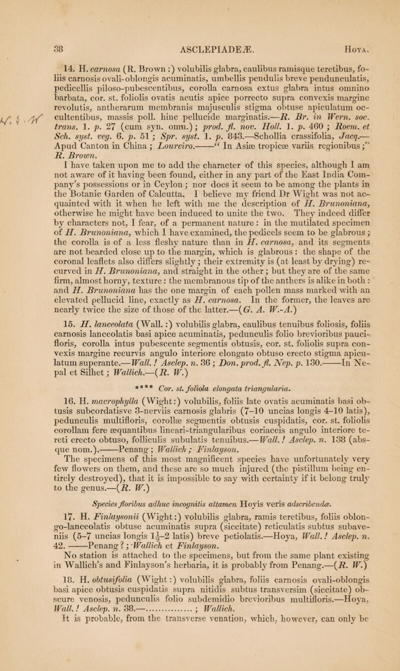 14. H. carnosa (R. Brown :) volubilis glabra, caulibus ramisque teretibus, fo¬ liis carnosis ovali-oblongis acuminatis, umbellis pendulis breve pendunculatis, pedicellis piloso-pubescentibus, corolla carnosa extus glabra intus omnino barbata, cor. st. foliolis ovatis acutis apice porrecto supra convexis margine revolutis, antherarum membranis majusculis stigma obtuse apiculatum oc- cultentibus, massis poli, hinc pellucide marginatis.—R. Br. in Wern. soc. trans. 1. p. 27 (cum syn. oirni.); prod. fi. nov. Holi. 1. p. 460 ; Roem. et Sch. syst. veg. 6. p. 51; Spr. syst. 1. p. 843.—Schollia crassifolia, Jacq.— Apud Canton in China ; Loureiro.-“ In Asise tropicae variis regionibus R. Brown. I have taken upon me to add the character of this species, although I am not aware of it having been found, either in any part of the East India Com- pany’s possessions or in Ceylon; nor does it seem to be among the plants in the Botanic Garden of Calcutta, I believe my friend Dr Wight was not ao quainted with it when lie left witli me the description of H. Brunoniana, othervvise he might have been induced to unite the two. They indeed differ by characters not, I fear, of a permanent nature : in the mutilated specimen of H. Brunoniana, which I have examined, the pedicels seem to be glabrous ; the corolla is of a less fleshy nature tlian in H. carnosa, and its segments are not bearded close up to the margin, which is glabrous : the shape of the coronal leaflets also differs slightly; their extremity is (at least by drying) re- curved in H. Brunoniana, and straight in the other ; but they are of the same firm, almosthorny, texture: the membranous tip of the anthers is alike inboth : and H. Brunoniana has the one margin of each pollen mass marked with an elevated pellucid line, exactly as II. carnosa. In the former, the leaves are nearly twice the size of those of the latter.—(G. A. W.-A.) 15. H. lanceolata (Wall. :) volubilis glabra, caulibus tenuibus foliosis, foliis carnosis lanceolatis basi apice acuminatis, pedunculis folio brevioribus pauci- floris, corolla intus pubescente segmentis obtusis, cor. st. foliolis supra con¬ vexis margine recurvis angulo interiore elongato obtuso erecto stigma apicu¬ latum superante.—Wall. ! Asclep. n. 36; Don.prod.fi. Nep. p. 130.-In Ne- pal et Silhet; Wallich.—(R. IV.) **** Cor. st. foliola elongata triangularia. 16. H. macrophylla (Wight:) volubilis, foliis late ovatis acuminatis basi ob¬ tusis subcordatisve 3-nerviis carnosis glabris (7-10 uncias longis 4-10 latis), pedunculis multifloris, corollae segmentis obtusis cuspidatis, cor. st. foliolis corollam fere aequantibus lineari-triangularibus coriaceis angulo interiore te¬ reti erecto obtuso, folliculis subulatis tenuibus.—Wall. ! Asclep. n. 138 (abs¬ que nom.).-Penang; Wallich; Finlayson. The specimens of this most magnificent species have unfortunately very few flowers on them, and these are so much injured (the pistillum being en- tirely destroyed), that it is impossible to say with certainty if it belong truly to the genus.—(R. W.) Species floribus adhuc incognitis attamen Hoyis veris adscribendce. 17. H. Finlaysonii (Wight:) volubilis glabra, ramis teretibus, foliis oblon- go-lanceolatis obtuse acuminatis supra (siccitate) reticulatis subtus subave- niis (5-7 uncias longis l|-2 latis) breve petiolatis.—Hoya, Wall.! Asclep. n. 42.-Penang ?; -Wallich et Finlayson. No station is attached to the specimens, but from the same piant existing in Wallich’s and Finlayson\s herbaria, it is probably from Penang.—(R. W.) 18. H. ohtusifolia (Wight:) volubilis glabra, foliis carnosis ovali-oblongis basi apice obtusis cuspidatis supra nitidis subtus transversim (siccitate) ob¬ scure venosis, pedunculis folio subdemidio brevioribus multifloris.—Hoya, Wall. ! Asclep. n. 38.—.; Wallich. It is probable, from the transverse venation, which, however, can only be