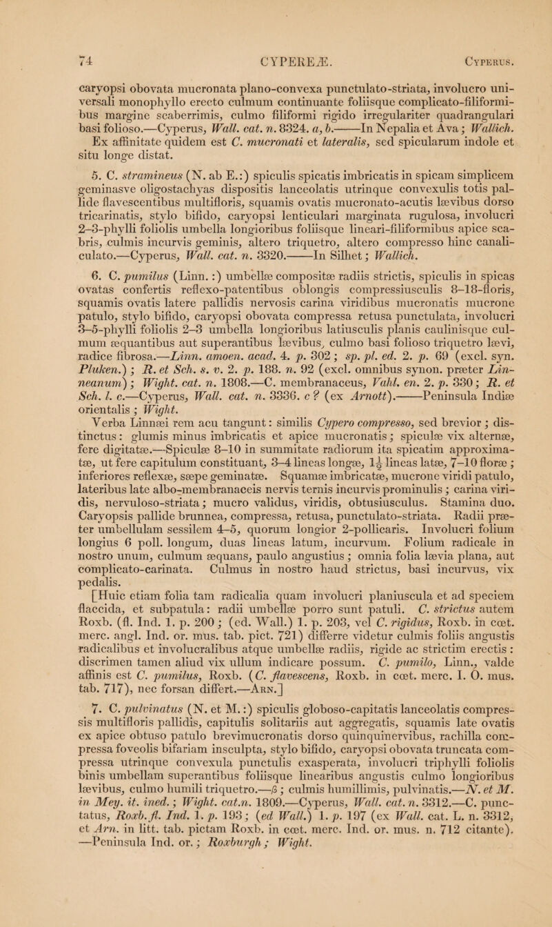 caryopsi obovata mucronata plano-convexa punctulato-striata, involucro uni¬ versali monophyllo erecto culmum continuante foliisque complicato-filiformi- bus margine scaberrimis, culmo filiformi rigido irregulariter quadrangulari basi folioso.—Cyperus, Wall. eat. n. 8324. a, b.-In Nepalia et Ava; Wallich. Ex affinitate quidem est C. mucronati et lateralis, sed spicularam indole et situ longe distat. 5. C. stramineus (N. ab E.:) spiculis spicatis imbricatis in spicam simplicem geminasve oligostachyas dispositis lanceolatis utrinque convexulis totis pal¬ lide flavescentibus multifloris, squamis ovatis mucronato-acutis lsevibus dorso tri carinatis, stylo bifido, caryopsi lenticulari marginata rugulosa, involucri 2- 3-phylli foliolis umbella longioribus foliisque lineari-filiformibus apice sca¬ bris, culmis incurvis geminis, altero triquetro, altero compresso hinc canali¬ culato.—Cyperus, Wall. cat. n. 3320.-In Silhet; Wallicli. 6. C. pumilus (Linn.:) umbelloe compositae radiis strictis, spiculis in spicas ovatas confertis reflexo-patentibus oblongis compressiusculis 8-18-floris, squamis ovatis latere pallidis nervosis carina viridibus mucronatis mucrone patulo, stylo bifido, caryopsi obovata compressa retusa punctulata, involucri 3- 5-phylli foliolis 2-3 umbella longioribus latiusculis planis caulinisque cul¬ mum aequantibus aut superantibus laevibus, culmo basi folioso triquetro laevi, radice fibrosa.—Linn. amoen. acad. 4. p. 302 ; sp. pl. ed. 2. p. 69 (exci. syn. Pluken.) ; R. et Sch. s. v. 2. p. 188. n. 92 (exci, omnibus synon. praeter Lin- neanum) ; Wight. cat. n. 1808.—C. membranaceus, Vahl. en. 2. p. 330; R. et Sch. I. c.—Cyperus, Wall. cat. n. 3336. c ? (ex Arnott).-Peninsula Indiae orientalis ; Wight. Yerba Linnaei rem acu tangunt: similis Cypero compresso, sed brevior ; dis¬ tinctus : glumis minus imbricatis et apice mucronatis; spiculae vix alternae, fere digitatae.—Spiculae 8-10 in summitate radiorum ita spicatim approxima- tae, ut fere capitulum constituant, 3-4 lineas longae, lineas latae, 7-10 florae; inferiores reflexae, saepe geminatae. Squamae imbricatae, mucrone viridi patulo, lateribus late albo-membranaceis nervis ternis incurvis prominulis; carina viri¬ dis, nervuloso-striata; mucro validus, viridis, obtusius culus. Stamina duo. Caryopsis pallide brunnea, compressa, retusa, punctulato-striata. Radii prae¬ ter umbellulam sessilem 4-5, quorum longior 2-pollicaris. Involucri folium longius 6 poli, longum, duas lineas latum, incurvum. Folium radicale in nostro unum, culmum aequans, paulo angustius; omnia folia laevia plana, aut complicato-carinata. Culmus in nostro haud strictus, basi incurvus, vix pedalis. [Huic etiam folia tam radicalia quam involucri planiuscula et ad speciem flaccida, et subpatula: radii umbellae porro sunt patuli. C. strictus autem Roxb. (fl. Ind. 1. p. 200; (ed. Wall.) 1. p. 203, vel C. rigidus, Roxb. in coet. mere. angi. Ind. or. mus. tab. piet. 721) differre videtur culmis foliis angustis radicalibus et involucralibus atque umbellae radiis, rigide ac strictim erectis : discrimen tamen aliud vix ullum indicare possum. C. pumilo, Linn., valde affinis est C. pumilus, Roxb. (C. flavescens, Roxb. in coet. mere. I. O. mus. tab. 717), nec forsan differt.—Arn.] 7. C. pulvinatus (N. et M.:) spiculis globoso-capitatis lanceolatis compres¬ sis multifloris pallidis, capitulis solitariis aut aggregatis, squamis late ovatis ex apice obtuso patulo brevimucronatis dorso quinquinervibus, rachilla com¬ pressa foveolis bifariam insculpta, stylo bifido, caryopsi obovata truncata com¬ pressa utrinque convexula punctulis exasperata, involucri triphylli foliolis binis umbellam superantibus foliisque linearibus angustis culmo longioribus lmvibus, culmo humili triquetro.—/3; culmis humillimis, pulvinatis.—N. et M. in Mey. it. ined.; Wight. cat.n. 1809.—Cyperus, Wall. cat. n. 3312.—C. punc¬ tatus, Roocb.fl. Ind. 1. p. 193; (ed Wall.) 1. p. 197 (ex Wall. cat. L. n. 3312, et Arn. in litt. tab. pictam Roxb. in coet. mere. Ind. or. mus. n. 712 citante). —Peninsula Ind. or.; Roxburgh ; Wight.