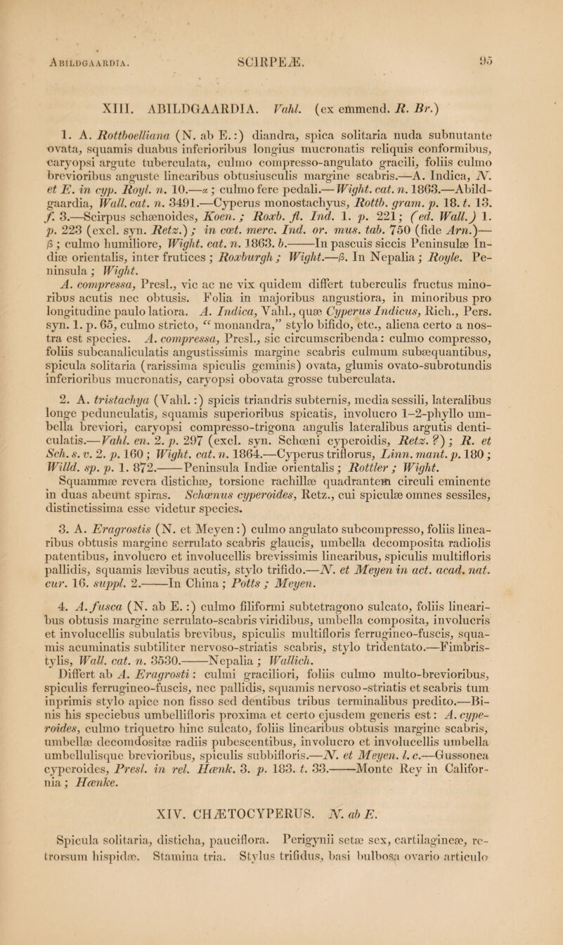 XIII. ABILDGAARDIA. Vahl. (ex emmend. R. Br.) 1. A. Rottboelliana (N. ab E.:) diandra, spica solitaria nuda subnotante ovata, squamis duabus inferioribus longius mucronatis reliquis conformibus, caryopsi argute tuberculata, culmo compresso-angulato gracili, foliis culmo brevioribus anguste linearibus obtusiusculis margine scabris.—A. Indica, IV. et E. in cyp. Royl. n. 10.—a; culmo fere pedali.— Wight. eat. n. 1863.—Abild- gaardia, Wall. eat. n. 3491.—Cyperus monostachyus, Rottb. gram. p. 18. t. 13. f. 3.—Scirpus schsenoides, Koen. ; Roocb. fl. Ind. 1. p. 221; (ed. Wall.) 1. p. 223 (exci. syn. Retz.) ; in coet. mere. Ind. or. mus. tab. 750 (fide Arn.)— /3; culmo humiliore, Wight. eat. n. 1863. b.-In pascuis siccis Peninsulae In¬ diae orientalis, inter frutices ; Roocburgh ; Wight.—fi. In Nepalia; Royle. Pe¬ ninsula ; Wight. A. compressa, Presl., vic ac ne vix quidem differt tuberculis fructus mino¬ ribus acutis nec obtusis. Folia in majoribus angustiora, in minoribus pro longitudine paulo latiora. A. Ridica, Valil., quae Cyperus Indicus, Ricli., Pers. syn. 1. p. 65, culmo stricto, “ monandra,” stylo bifido, etc., aliena certo a nos¬ tra est species. A. compressa, Presl., sic circumscribenda: culmo compresso, foliis subcanaliculatis angustissimis margine scabris culmum subaequantibus, spicula solitaria (rarissima spiculis geminis) ovata, glumis ovato-subrotundis inferioribus mucronatis, caryopsi obovata grosse tuberculata. 2. A. tristachya (Vahl.:) spicis triandris subternis, media sessili, lateralibus longe pedunculatis, squamis superioribus spicatis, involucro 1-2-phyllo um¬ bella breviori, caryopsi compresso-trigona angulis lateralibus argutis denti¬ culatis.— Vahl. en. 2. p. 297 (exci. syn. Schoeni cyperoidis, Retz.?'); R. et Sch. s. v. 2. p. 160; Wight. eat. n. 1864.—Cyperus triflorus, Linn. mant.p. 180; Willd. sp. p. 1. 872.-Peninsula Indiae orientalis; Rottler ; Wight. Squammae revera distichae, torsione rachillse quadrantem circuli eminente in duas abeunt spiras. Schoenus cyperoides, Retz., cui spiculae omnes sessiles, distinctissima esse videtur species. 3. A. Eragrostis (N. et Meyen:) culmo angulato subcompresso, foliis linea¬ ribus obtusis margine serrulato scabris glaucis, umbella decomposita radiolis patentibus, involucro et involucellis brevissimis linearibus, spiculis multifloris pallidis, squamis lsevibus acutis, stylo trifido.—N. et Meyen in act. acad. nat. cur. 16. suppi. 2.-In Cliina; Potts ; Meyen. 4. A. fusca (N. ab E. :) culmo filiformi subtetragono sulcato, foliis lineari¬ bus obtusis margine serrulato-scabris viridibus, umbella composita, involucris et involucellis subulatis brevibus, spiculis multifloris ferrugineo-fuscis, squa¬ mis acuminatis subtiliter nervoso-striatis scabris, stylo tridentato.—Fimbris- tylis, Wall. eat. n. 3530.-Nepalia; Wallich. Differt ab A. Eragrosti: culmi graciliori, foliis culmo multo-brevioribus, spiculis ferrugineo-fuscis, nec pallidis, squamis nervoso-striatis et scabris tum inprimis stylo apice non fisso sed dentibus tribus terminalibus predito.—Bi¬ nis his speciebus umbellifloris proxima et certo ejusdem generis est: A. cype¬ roides, culmo triquetro hinc sulcato, foliis linearibus obtusis margine scabris, umbellae decomdositae radiis pubescentibus, involucro et involucellis umbella umbellulisque brevioribus, spiculis subbifloris.—N. et Meyen. I. c.—Gussonea cyperoides, Presl. in rei. Ilcenk. 3. p. 183. t. 33.-Monte Rey in Califor- nia; Haenke. XIV. CHiETOCYPERUS. N. ab E. Spicula solitaria, disticha, pauciflora. Perigynii sctae sex, cartilagineae, re¬ trorsum hispidae. Stamina tria. Stylus trifidus, basi bulbosa ovario articulo