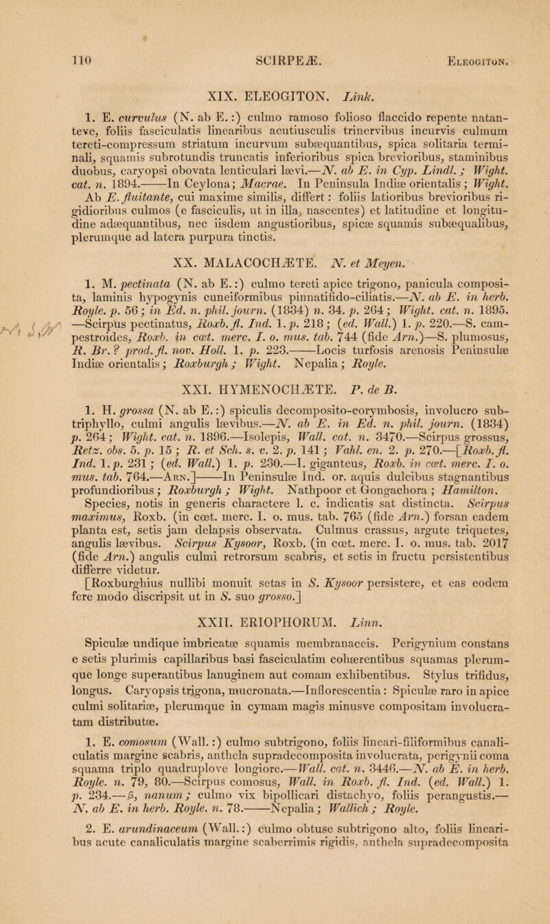 /vi XIX. ELEOGITON. IAnk. 1. E. curvulus (N. ab E.:) culmo ramoso folioso flaccido repente natan- teve, foliis fasciculatis linearibus acutiusculis trinervibus incurvis culmum tereti-compressum striatum incurvum subsequantibus, spica solitaria termi¬ nali,, squamis subrotundis truncatis inferioribus spica brevioribus, staminibus duobus, caryopsi obovata lenticulari laevi.—JV. ab E. in Cyp. Lindi. ; Wight. cat. n. 1894.-In Ceylona; Macrae. In Peninsula Indiae orientalis; Wight. Ab E. fluitante, cui maxime similis, differt : foliis latioribus brevioribus ri¬ gidioribus culmos (e fasciculis, ut in illa, nascentes) et latitudine et longitu¬ dine adaequantibus, nec iisdem angustioribus, spicae squamis subaequalibus, plerumque ad latera purpura tinctis. XX. MALACOCHiETE. N. et Meyen. 1. M. pectinata (N. ab E.:) culmo tereti apice trigono, panicula composi¬ ta, laminis hypogynis cuneiformibus pinnatifido-ciliatis.—JV. ab E. in herb. Royle. p. 56; in Ed. n. phil. journ. (1884) n. 34. p. 264; Wight. cat. n. 1895. i —Scirpus pectinatus, Roxb.fl. Ind. l.p. 218; (ed. Wall.) 1. p. 220.—S. cam- pestroides, Roxb. in ccet. mere. I. o. mus. tab. 744 (fide Arn.)—S. plumosus, R. Br.? prod.fl. nov. Holi. 1. p. 223.-Locis turfosis arenosis Peninsulae Indiae orientalis; Roxburgh ; Wight. Nepalia; Royle. XXL FIYMENOCHiETE. P. de B. 1. H. grossa (N. ab E.:) spiculis decomposito-corymbosis, involucro sub- triphyllo, culmi angulis laevibus.—JV. ab E. in Ed. n. phil. journ. (1834) p. 264; Wight. cat. n. 1896.—Isolepis, Wall. cat. n. 3470.—Scirpus grossus, Retz. obs. 5. p. 15 ; R. et Sch. s. v. 2. p. 141; Vahl. en. 2. p. 270.—\_Roxb.fl. Ind. l.p. 231; {ed. Wall.) 1. p. 280.—I. giganteus, Roxb. in ccet. mere. I. o. mus. tab. 764.—Arn.]-In Peninsulae Ind. or. aquis dulcibus stagnantibus profundioribus; Roocburgh ; Wight. Nathpoor et Gongachora ; Hamilton. Species, notis in generis charactere 1. c. indicatis sat distincta. Scirpus maximus, Roxb. (in ccet. mere. I. o. mus. tab. 765 (fide Arn.) forsan eadem planta est, setis jam delapsis observata. Culmus crassus, argute triquetes, angulis laevibus. Scirpus Kysoor, Roxb. (in coet. mere. I. o. mus. tab. 2017 (fide Arn.) angulis culmi retrorsum scabris, et setis in fructu persistentibus differre videtur. [Roxburgliius nullibi monuit setas in S. Kysoor persistere, et eas eodem fere modo discripsit ut in S. suo grossoJ] XXII. ERIOPHORUM. Linn. Spiculae undique imbricatae squamis membranaceis. Perigynium constans e setis plurimis capillaribus basi fasciculatim cohaerentibus squamas plerum¬ que longe superantibus lanuginem aut comam exhibentibus. Stylus trifidus, longus. Caryopsis trigona, mucronata.—Inflorescentia: Spiculae raro in apice culmi solitariae, plerumque in cymam magis minusve compositam involucra- tam distributae. 1. E. comosum (Wall.:) culmo subtrigono, foliis lineari-filiformibus canali¬ culatis margine scabris, anthela supradecomposita involucrata, perigynii coma squama triplo quadruplo ve longiore.— Wall. cat. n. 3446.—JV. ab E. in herb. Royle. n. 79, 80.—Scirpus comosus, Wall, in Roxb. fl. Ind. {ed. Wall.) 1. p. 234.—' /3, nanum; culmo vix bipollicari distachyo, foliis perangustis.— JV. ab E. in herb. Royle. n. 78.-Nepalia; Wallich ; Royle. 2. E. arundinaceum (Wall.:) culmo obtuse subtrigono alto, foliis lineari¬ bus acute canaliculatis margine scaberrimis rigidis, anthela supradecomposita