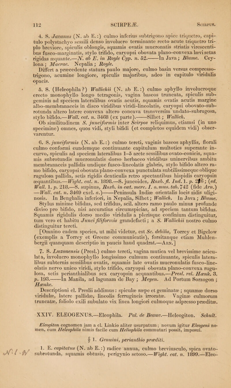 4. S. Javanus (N. ab E.:) culmo inferius subtrigono apice triquetro, capi¬ tulo polystachyo sessili denso involucro terminante recto acute triquetro tri¬ plo breviore, spiculis oblongis, squamis ovatis mucronatis striatis virescenti¬ bus fusco-marginatis, stylo trifido, caryopsi obovata plano-convexa laevi setas rigidas aequante.—IV. ab E. in Royle Cyp. n. 52.-In Java; Blume. Cey- lona; Macrae. Nepalia; Royle. Differt a praecedente statura paulo majore, culmo basin versus compresso- trigono, acumine longiore, spiculis majoribus, adeo in capitulo viridulis opacis. 5. S. (Heleopliila ?) Wallichii (N. ab E.:) culmo aphyllo involucroque erecto monophyllo longo tetragonis, vagina baseos truncata, spiculis sub- geminis ad speciem lateralibus ovatis acutis, squamis ovatis acutis margine albo-membranaceis in disco viridibus viridi-lineolatis, caryopsi obovato-sub- rotunda altero latere convexa altero concava transversim undato-subrugosa, stylo bifido.— Wall. eat. n. 3468 (ex parte).——Silhet; Wallich. Ob similitudinem S. junciformis inter Scirpos reliquimus, etiamsi (in uno specimine) omnes, quos vidi, styli bifidi (et completos equidem vidi) obser¬ varentur. 6. S .junciformis (N. ab E.:) culmo tereti, vaginis baseos aphyllis, florali culmo conformi eundemque continuante capitulum multoties superante in¬ curvo, spiculis ad speciem lateralibus 1-5 arcte sessilibus ovato-conicis, squa¬ mis subrotundis mucronulatis dorso herbaceo viridibus uninervibus ambitu membranaceis pallidis undique fusco-lineolatis glabris, stylo bifido altero ra¬ mo bifido, caryopsi obovata plano-convexa punctulata subtilissimeque oblique rugulosa pallida, setis rigidis denticulis retro spectantibus hispidis caryopsin aequantibus.— Wight. cat. n. 1898.—S. juncoides, Roocb.fi. Ind.l.p. 2$6; (ed. Wall. 1. p. 218.—S. supinus, Roocb. in ccet. mere. I. o. mus. tab. 742 (fide Arni) — Wall. cat. n. 3469 exci, a.)-Peninsula Indiae orientalis locis sidis uligi¬ nosis. In Benghalia inferiori, in Nepalia, Silhet; Wallich. In Java; Blume. Stylus minime bifidus, sed trifidus, scii, altero ramo paulo minus profunde diviso pro bifido, nisi accuratius circumspicias, ad speciem tantum bifidus. Squamis rigidulis dorso medio viridulis a plerisque confinium distinguitur, tum vero et habitu Junci filiformis grandefacti; a S. Wallichii nostro culmo distinguitur tereti. [Omnino eadem species, ut milii videtur, est Sc. debilis, Torrey et Bigelow (exemplis a Torrey et Greene communicatis), forsitanque etiam Muhlen- bergii quanquam descriptio in paucis haud quadrat.—Arn.] 7. S. Luzonensis (Presl.) culmo tereti, vagina mutica vel brevissime acicu- lata, involucro monophyllo longissimo culmum continuante, spiculis latera¬ libus subternis sessilibus ovatis, squamis late ovatis mucronulatis fusco-line¬ olatis nervo unico viridi, stylo trifido, caryopsi obovata plano-convexa rugu¬ losa, setis perianthialibus sex caryopsin aequantibus.—Presl. rei. Hcenk. 3. p. 193.-In Manila, ad lagunam de Bay ; Meyen. Ad Portum Sorzogon ; Hcenke. Descriptioni cl. Preslii addimus : spiculae saepe et geminatae; squamae dorso viridulae, latere pallidae, lineolis ferrugineis irroratae. Vaginae culmorum truncatas, foliolo exili subulato vix linea longiori culmoque adpresso praeditae. XXIV. ELEOGENUS.—Eleophila. Pal. de Beauv.—Heleogiton. Schult. Eleogiton cognomen jam a cl. Linkio aliter usurpatum; novum igitur Eleogeni no¬ men, cum Heleopliila nimis facile cum Heliophila commutari possit, imposui. l ' t/ § 1. Genuini, perianthio prcediti. 1. E. capitatus (N. ab E.:) radice annua, culmo breviusculo, spica ovato- subrotunda, squamis obtusis, perigynio setoso.—Wight. cat. n. 1899.—Eleo-