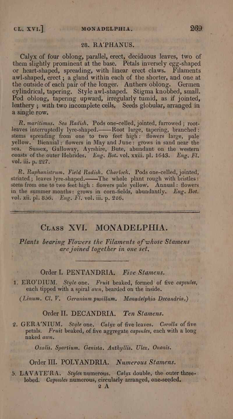cL. XVI] MONADELPHIA, 269: 28. RA’PHANUS. . Calyx of four oblong, parallel, erect, deciduous leaves, two of them slightly prominent at the base. Petals inversely egg-shaped or heart-shaped, spreading, with linear erect claws. Filaments awl-shaped, erect ; a gland within each of the shorter, and one at the outside of each pair of the longer. Anthers oblong. Germen cylindrical, tapering. Style awl-shaped. Stigma knobbed, small. Pod oblong, tapering upward, irregularly tumid, as if jointed, leathery ; with two incomplete cells. Seeds globular, arranged in a single row. _ R. maritimus. Sea Radish. Pods one-celled, jointed, furrowed ; root- leaves interruptedly lyre-shaped. Root large, tapering, branched : stems spreading from one to two feet high: flowers large, pale yellow. Biennial: flowers in May and June: grows in sand near the sea. Sussex, Galloway, Ayrshire, Bute, abundant on the western coasts of the outer Hebrides. Eng. Bot. vol. xxii. pl. 1643. Eng. Fl. vol. ili. p. 227. R. Ruphanistrum. Field Radish. Charlock. Pods one-celled, jointed, striated; leaves lyre-shaped. The whole plant rough with bristles : stem from one te two feet high : flowers pale yellow. Annual: flowers in the summer months: grows in corn-fields, abundantly. Eng. Bot, vol. xii. pl. 856. Eng. Fl. vol. ili. p. 226. Crass XVI. MONADELPHIA. Plants bearing Flowers the Filaments of whose Stamens are joined together in one set. Order I. PENTANDRIA. Five Stamens. each tipped with a spiral awn, bearded on the inside. (Linum. Cl. V. Geranium pusillum. Monadelphia Decandria.) Order II. DECANDRIA. Ten Stamens. 2. GERA’NIUM. Style one. Calyx of five leaves. Corolla of five petals. Fruit beaked, of five aggregate capsules, each with a long naked awn. Oxalis. Spartium. Genista. Anthyllis. Ulex. Ononis. Order HI. POLYANDRIA. Numerous Stamens. lobed. Capsules numerous, circularly arranged, one-seeded. ~ 2A