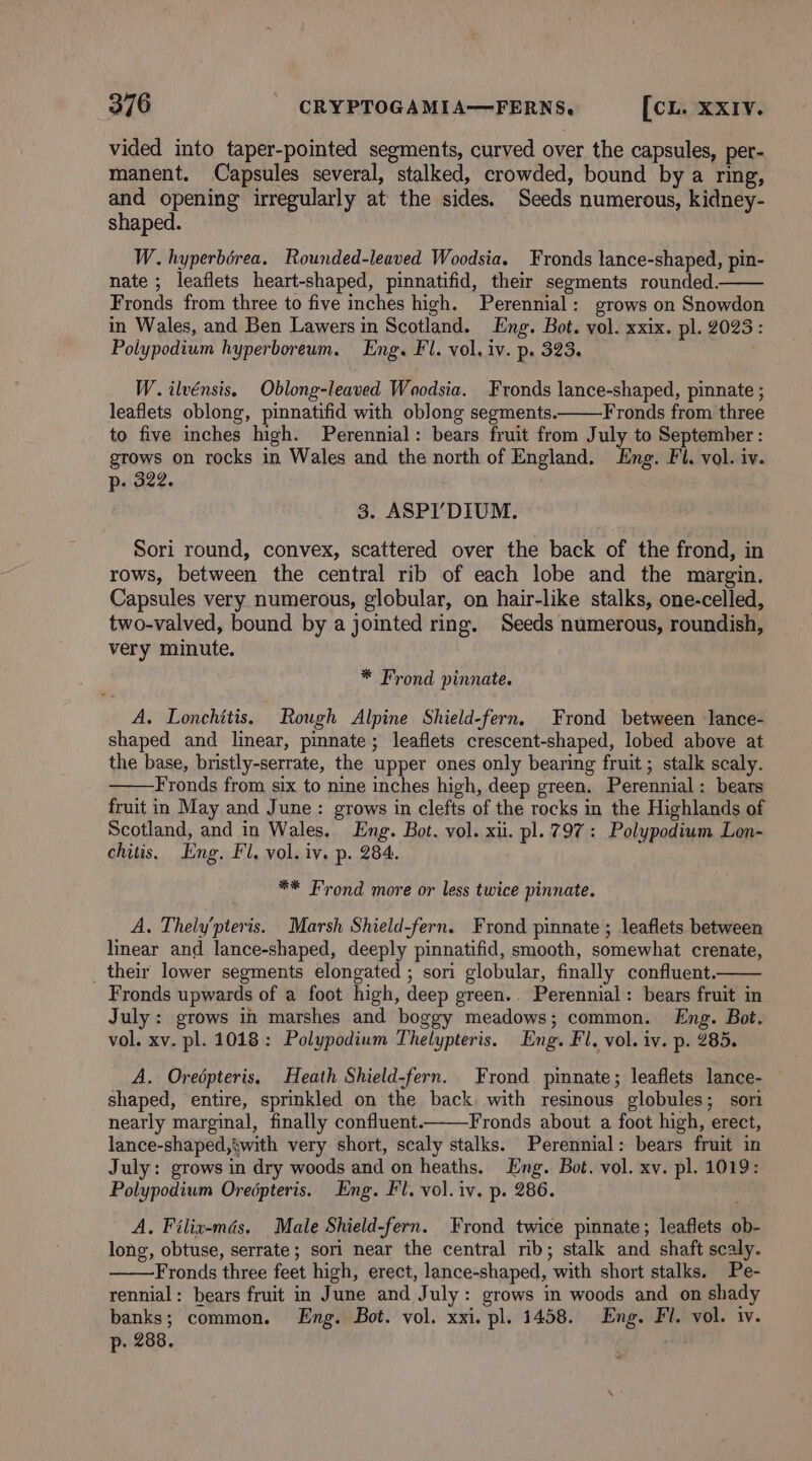 vided into taper-pointed segments, curved over the capsules, per- manent. Capsules several, stalked, crowded, bound by a ring, and opening irregularly at the sides. Seeds numerous, kidney- shaped. W. hyperbérea. Rounded-leaved Woodsia. Fronds lance-shaped, pin- nate ; leaflets heart-shaped, pinnatifid, their segments rounded. Fronds from three to five inches high. Perennial: grows on Snowdon in Wales, and Ben Lawers in Scotland. Eng. Bot. vol. xxix. pl. 2023: Polypodium hyperboreum. Eng. Fl. vol. iv. p. 323. W.ilvénsis, Oblong-leaved Woodsia. Fronds lance-shaped, pinnate ; leaflets oblong, pinnatifid with oblong segments. Fronds from three to five inches high. Perennial: bears fruit from July to September : grows on rocks in Wales and the north of England. Eng. Fl. vol. iv. p- 322. 3. ASPI’DIUM. Sori round, convex, scattered over the back of the frond, in rows, between the central rib of each lobe and the margin. Capsules very numerous, globular, on hair-like stalks, one-celled, two-valved, bound by a jointed ring. Seeds numerous, roundish, very minute. * Frond pinnate. A. Lonchitis. Rough Alpine Shield-fern. Frond between lance- shaped and linear, pinnate; leaflets crescent-shaped, lobed above at the base, bristly-serrate, the upper ones only bearing fruit; stalk scaly. Fronds from six to nine inches high, deep green. Perennial : bears fruit in May and June: grows in clefts of the rocks in the Highlands of Scotland, and in Wales. Eng. Bot. vol. xii. pl. 797: Polypodium Lon- chitis. Eng. Fl. vol. iv. p. 284. ** Frond more or less twice pinnate. A. Thely'pteris. Marsh Shield-fern. Frond pinnate ; leaflets between linear and lance-shaped, deeply pinnatifid, smooth, somewhat crenate, _ their lower segments elongated ; sori globular, finally confluent. Fronds upwards of a foot high, deep green.. Perennial: bears fruit in July: grows in marshes and boggy meadows; common. Eng. Bot. vol. xv. pl. 1018: Polypodium Thelypteris. Eng. Fl, vol. iv. p. 285. A. Oreépteris, Heath Shield-fern. Frond pinnate; leaflets lance- — shaped, entire, sprinkled on the back with resinous globules; sori nearly marginal, finally confluent. Fronds about a foot high, erect, lance-shaped,iwith very short, scaly stalks. Perennial: bears fruit in July: grows in dry woods and on heaths. Eng. Bot. vol. xv. pl. 1019: Polypodium Oreépteris. Eng. Fl. vol. iv. p. 286. A, Filix-mds. Male Shield-fern. Frond twice pinnate; leaflets ob- long, obtuse, serrate; sori near the central rib; stalk and shaft scaly. Fronds three feet high, erect, lance-shaped, with short stalks. Pe- rennial : bears fruit in June and July: grows in woods and on shady banks; common. Eng. Bot. vol. xxi. pl. 1458. Eng. Fl. vol. iv. p. 288.