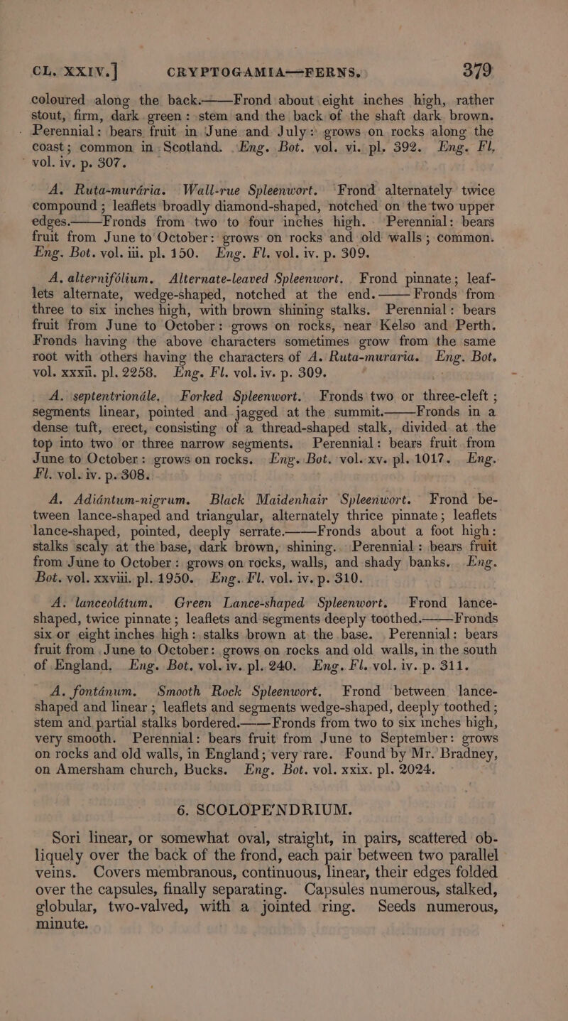 coloured along the back. Frond about eight inches high, rather stout, firm, dark.green: stem and the back of the shaft dark brown. - Perennial: bears fruit in June and July: grows.on rocks along the coast; common in Scotland. Eng. Bot. vol. vi. pl. 392. Eng. Fl, ‘vol. iv. p. 307. . A. Ruta-murdéria. Wall-rue Spleenwort. Frond alternately twice compound ; leaflets broadly diamond-shaped, notched on the two upper edges. Fronds from two to four inches high. ‘Perennial: bears fruit from June to’ October: grows on rocks and old walls; common. Eng. Bot. vol. iii. pl. 150. Eng. Fl. vol. iv. p. 309. A, alternifélium. Alternate-leaved Spleenwort. Frond pinnate; leaf- lets alternate, wedge-shaped, notched at the end. Fronds from three to six inches high, with brown shining stalks. Perennial: bears fruit from June to October: grows on rocks, near Kelso and Perth. Fronds having the above characters sometimes grow from the same root with others having the characters of A. Ruta-muraria. Eng. Bot. vol. xxxil. pl. 2258. Eng. Fl. vol. iv. p. 309. ; A. \septentriondle. Forked Spleenwort. Fronds two or three-cleft ; segments linear, pointed and jagged at the summit. Fronds in a dense tuft, erect, consisting of a thread-shaped stalk, divided. at the top into two or three narrow segments. Perennial: bears fruit from June to October: grows on rocks. Eng. Bot. vol. xv. pl.1017. Eng. Fil. vol. iv. p. 308. A, Adiéntum-nigrum. Black Maidenhair ‘Spleenwort. Frond be- tween lance-shaped and triangular, alternately thrice pinnate; leaflets ‘lance-shaped, pointed, deeply serrate———Fronds about a foot high: stalks scaly at the base, dark brown, shining. Perennial: bears fruit from June to October: grows on rocks, walls, and shady banks. Eng. Bot. vol. xxvii. pl. 1950. Eng. Fl. vol. iv. p. 310. A. lanceolétum. Green Lance-shaped Spleenwort. Frond lance- shaped, twice pinnate ; leaflets and segments deeply toothed. Fronds six or eight inches high:,stalks brown at the base. Perennial: bears fruit from . June to October: grows on rocks and old walls, in the south of England, Eng. Bot, vol. iv. pl..240. Eng. Fl. vol. iv. p. 311. A. fonténum. Smooth Rock Spleenwort. Frond between lance- shaped and linear ; leaflets and segments wedge-shaped, deeply toothed ; stem and partial stalks bordered.——Fronds from two to six inches high, very smooth. Perennial: bears fruit from June to September: grows on rocks and old walls, in England; very rare. Found by Mr. Bradney, on Amersham church, Bucks. Eng. Bot. vol. xxix. pl. 2024. 6. SCOLOPE’NDRIUM. Sori linear, or somewhat oval, straight, in pairs, scattered ob- liquely over the back of the frond, each pair between two parallel veins. Covers membranous, continuous, linear, their edges folded over the capsules, finally separating. Capsules numerous, stalked, globular, two-valved, with a jointed ring. Seeds numerous, minute.