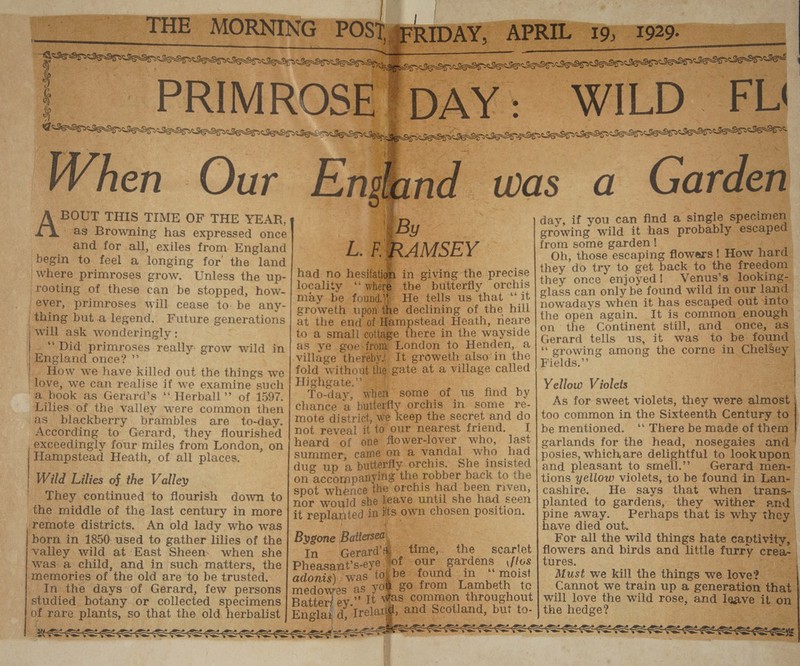 iu cia aP Gnmare My: pepe When Our BOUT THIS TIME OF THE YEAR, as Browning has expressed once and for all, exiles from England begin to feel a longing for the land ‘where primroses grow. Unless the up- rooting of these can be stopped, how- ever, primroses will cease to. be any- thing but alegend. Future generations ; will ask wonderingly : _** Did primroses really: grow wild in England once? ”’ How we have killed out the things we ‘love, we can realise if we examine such ‘a book as Gerard’s. ‘‘ Herball ” of 1597. Lilies of the valley were common then as blackberry brambles are to-day. According to Gerard, they flourished exceedingly four miles from London, on Hampstead Heath, of all places. | Wild Lilies of the Valley _ They continued to flourish down to the middle of the last century in more remote districts, An old lady who was born in 1850: used to gather lilies of the valley wild at East Sheen. when she was a child, and in such matters, the memories of ‘the old are to be trusted. In the days of Gerard, few persons studied botany or collected specimens a rare plants, so that the old herbalist aha ie Endl fi A RAMSEY had no hesifati 4 in giving the precise locality ‘* where the butterfly orchis may be found} He tells us that ‘it groweth upon the declining of the hill at the end of. He Br pStend Heath, neare to a small cottage there in the wayside as ye goe- fro \y London to Henden, a village thereby! It groweth also in the fold without Hg: gate at a village called Highgate.” To- -day, when some of us find by chance a butterfly orchis in some re- mote district, we keep the secret and do not reveal it to our nearest friend. I heard of one flower-lover who, last summer, came on a vandal who had dug up a butterfly orchis. She insisted on accompanying the robber back to the spot whence the orchis had been riven, nor would she jeave until she had seen it replanted in ie own chosen position. Bygone Battersea, — : In Gerard time, the scarlet eye Of our gardens /los hey jbe found in ‘ moist | gO. from Lambeth tc i vas common throughout i€ , and Scotland, but to- ela i 1 a nn A EE ya EN tf ag eee REE PARE SLE ATI LE I NE A IEE ETE EL I day, if you can find | a single cnenlines aap 708 it has probably escaped from some garden ! Oh, thoes Sab wptie flowers ! How hard they do try to get back to the freedom they once enjoyed! Venus’s looking- glass can only be found wild in our land nowadays when it has escaped out into the open again. It is common enough on the Continent still, and once, as” Gerard tells us, it was to be found | ‘“orowing among the corne in ChelSey_ Fields.’ Yellow Violets As for sweet violets, they were almost too common in the Sixteenth Century to } be mentioned. ‘‘ There be made of them | carlands for the head, nosegaies and | posies, whichare delightful to lookupon and pleasant to smell.”” Gerard Sg 0E) tions yellow violets, to be found in Lan- cashire. He says that when trans- planted to gardens, they ‘wither and pine away. Perhaps that is why they. have died out. For all the wild things hate captivity, diets and birds and little furry crea- ures : Must we kill the things we love? Cannot we train up a generation that will love the wild rose, and ie A on the hedge? 3 bey
