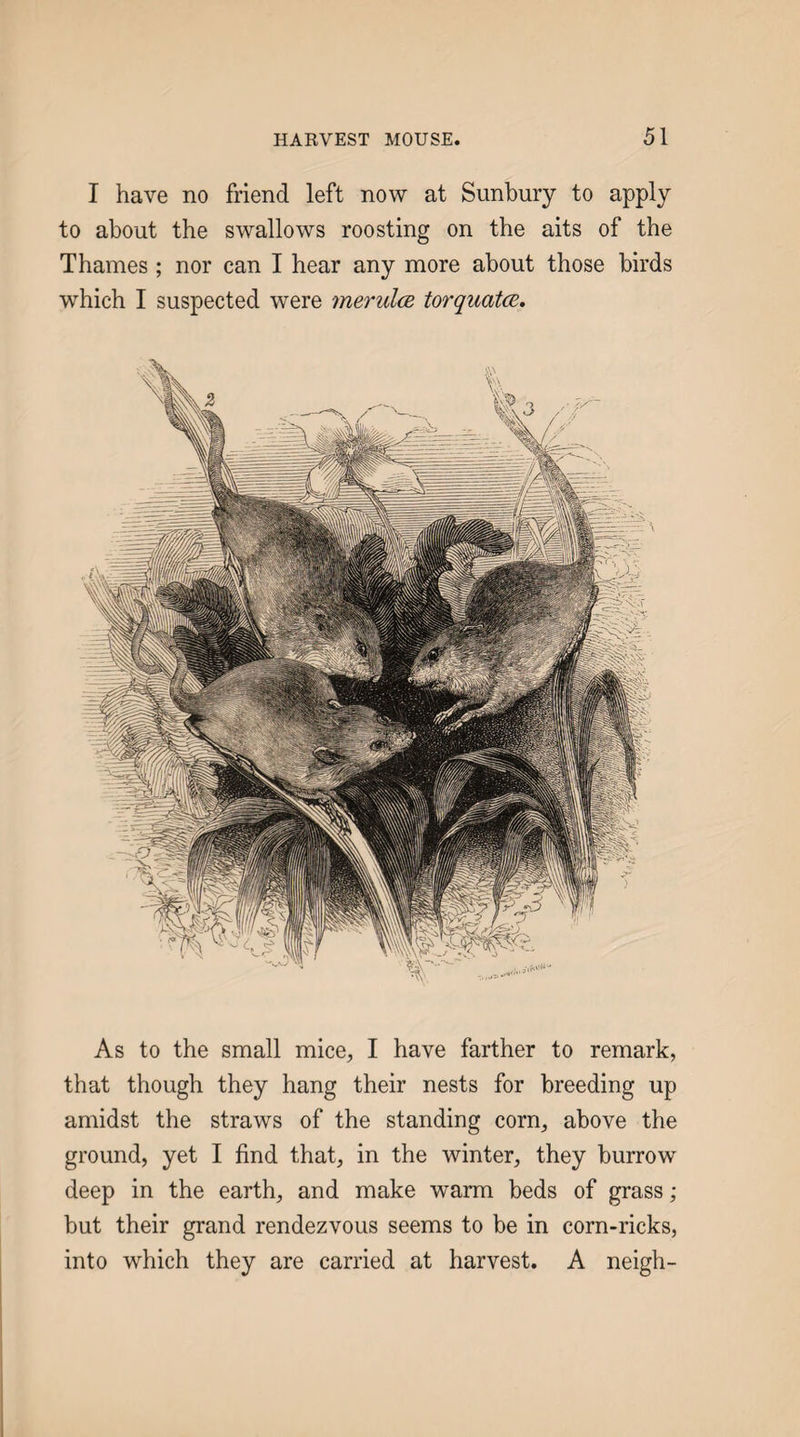 I have no friend left now at Sunbury to apply to about the swallows roosting on the aits of the Thames; nor can I hear any more about those birds which I suspected were ynerulce torquatce. As to the small mice^ I have farther to remark, that though they hang their nests for breeding up amidst the straws of the standing corn, above the ground, yet I find that, in the winter, they burrow deep in the earth, and make warm beds of grass; but their grand rendezvous seems to be in corn-ricks, into which they are carried at harvest. A neigh-