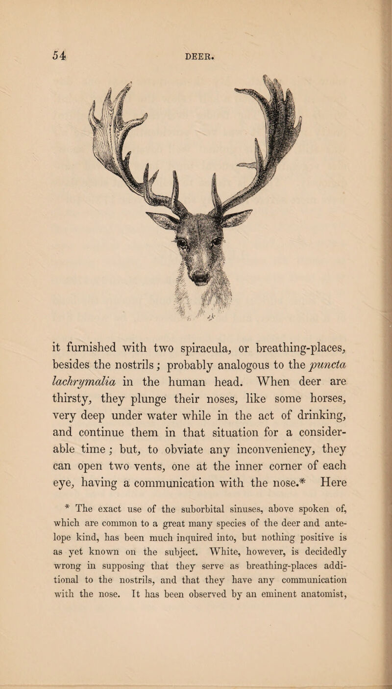 it furnished with two spiracula, or breathing-places^ besides the nostrils; probably analogous to the puncta lachrymalia in the human head. When deer are thirsty, they plunge their noses, like some horses, very deep under water while in the act of drinking, and continue them in that situation for a consider¬ able time; but, to obviate any inconveniency, they can open two vents, one at the inner comer of each eye, having a communication with the nose.* Here * The exact use of the suborbital sinuses, above spoken of, which are common to a great many species of the deer and ante¬ lope kind, has been much inquired into, but nothing positive is as yet known on the subject. White, however, is decidedly wrong in supposing that they serve as breathing-places addi¬ tional to the nostrils, and that they have any communication with the nose. It has been observed by an eminent anatomist,