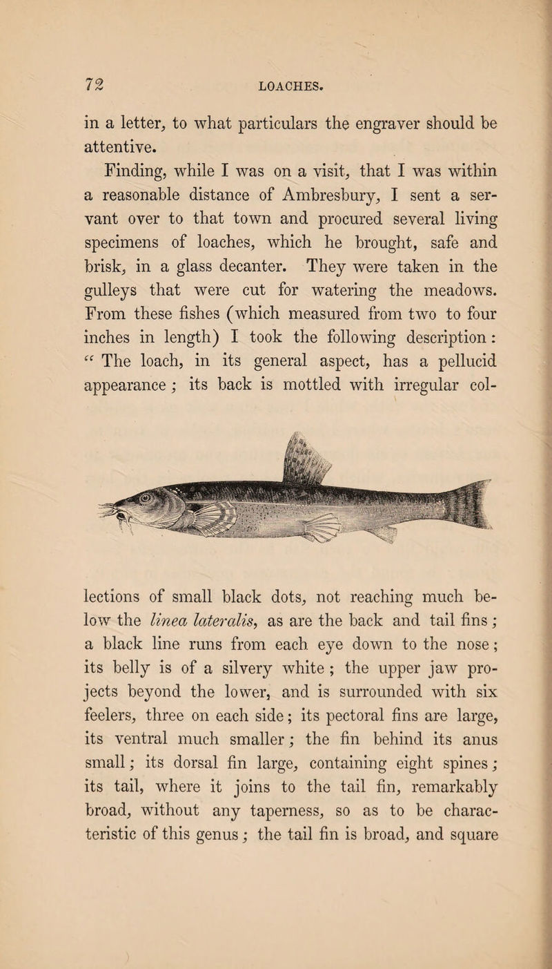 in a letter, to what particulars the engraver should be attentive. Finding, while I was on a visit, that I was within a reasonable distance of Ambresbury, I sent a ser¬ vant over to that town and procured several living specimens of loaches, which he brought, safe and brisk, in a glass decanter. They were taken in the gulleys that were cut for watering the meadows. From these fishes (which measured from two to four inches in length) I took the following description: The loach, in its general aspect, has a pellucid appearance; its back is mottled with irregular col¬ lections of small black dots, not reaching much be¬ low the linea lateralis, as are the back and tail fins ; a black line runs from each eye down to the nose; its belly is of a silvery white ; the upper jaw pro¬ jects beyond the lower, and is surrounded with six feelers, three on each side; its pectoral fins are large, its ventral much smaller; the fin behind its anus small; its dorsal fin large, containing eight spines ; its tail, where it joins to the tail fin, remarkably broad, without any taperness, so as to be charac¬ teristic of this genus; the tail fin is broad, and square